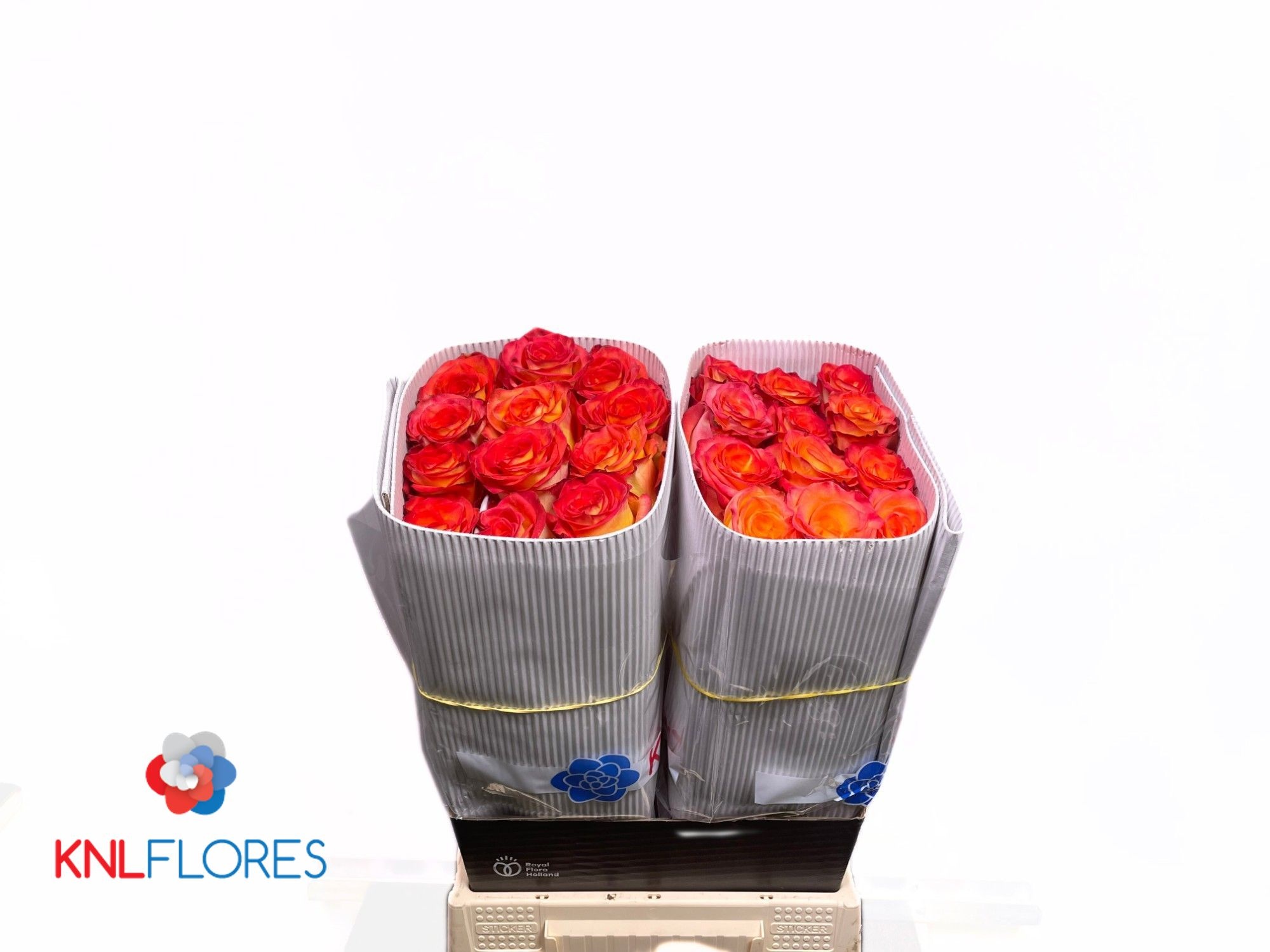 Rosa High & Magic 40cm