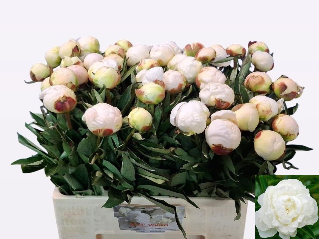 Paeonia Mme Cl Tain 60cm