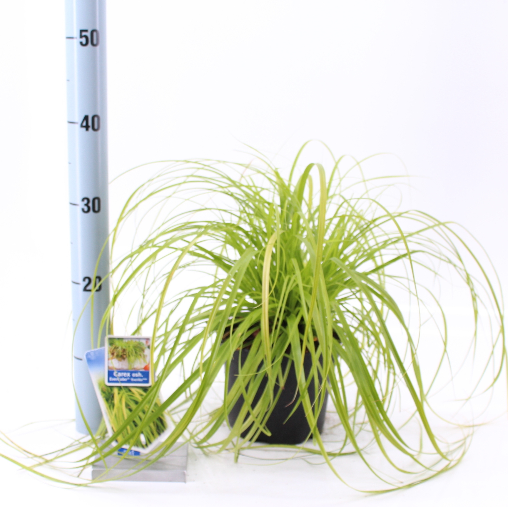 Picture of Carex oshimensis EverColor® 'Everillo' PBR