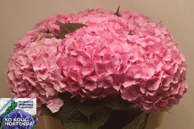 Hydrangea 70cm 21Ø