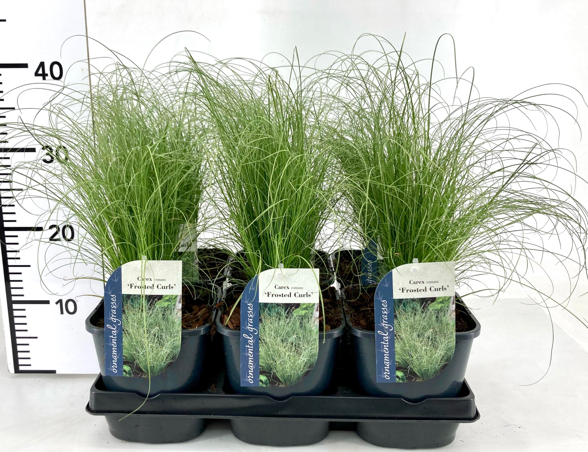 Picture of Carex comans Frosted Curls P17 (2 Ltr)