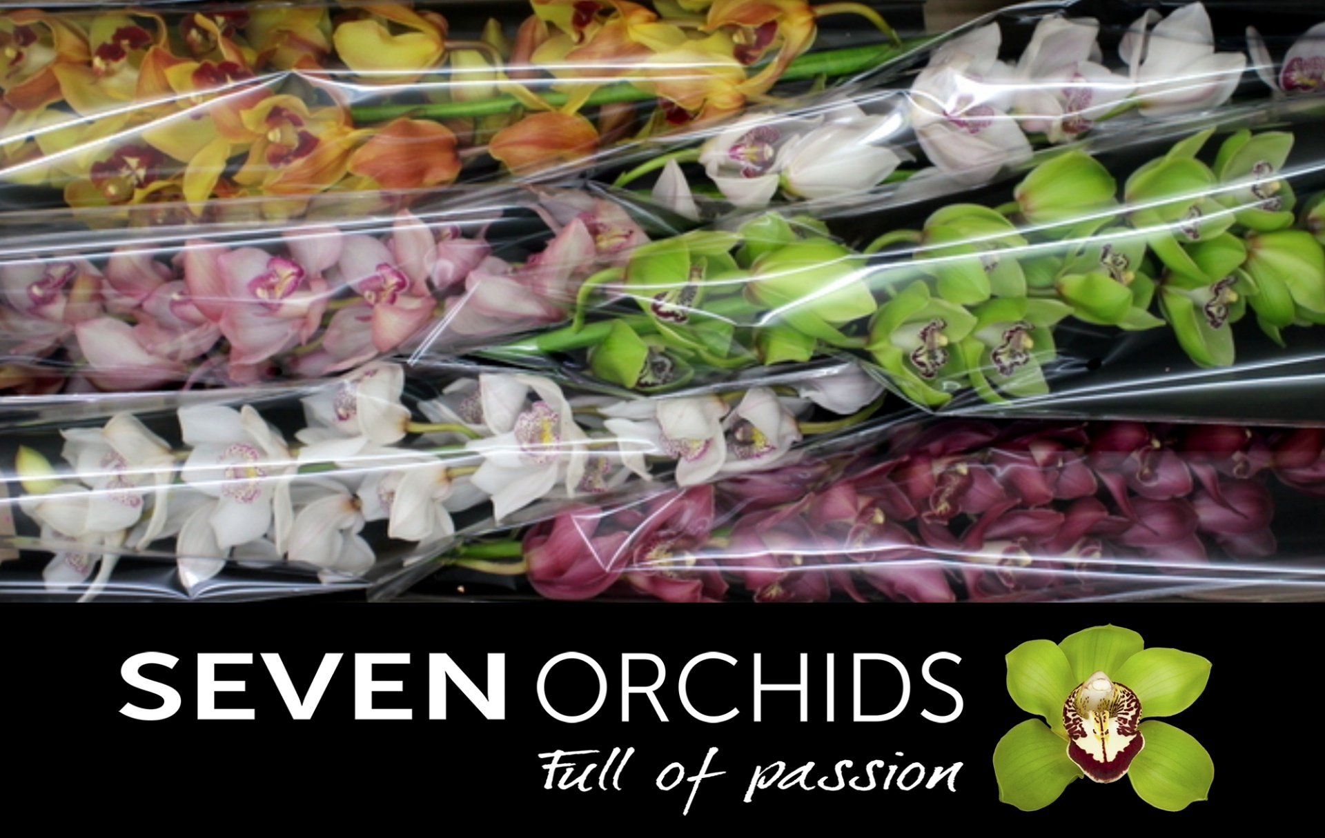 Cymbidium Asst 13bl
