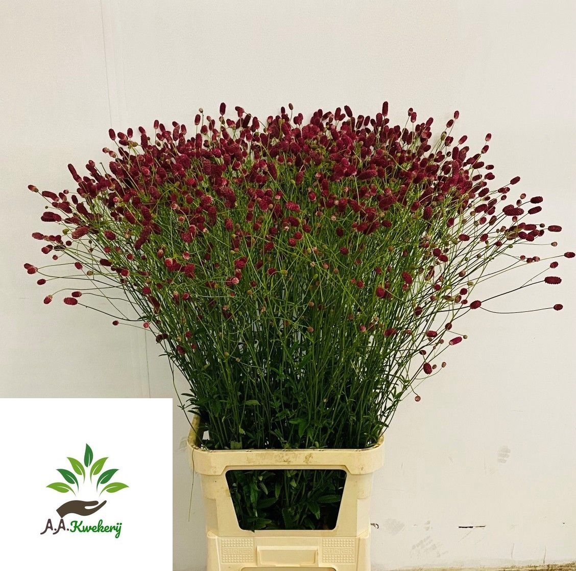 Sanguisorba O Arnhem 110cm