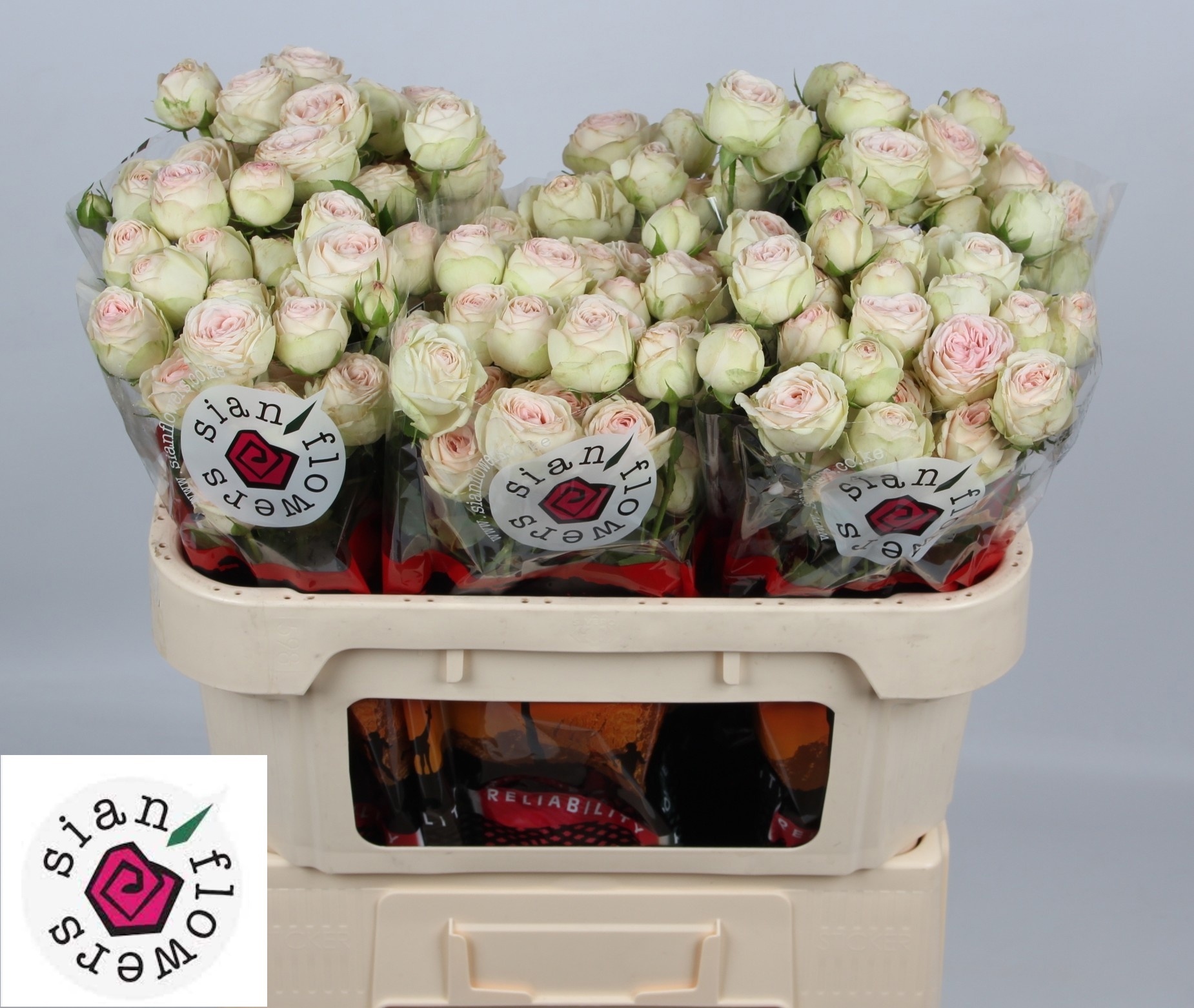Rosa Spr Sweet Gelato 70cm