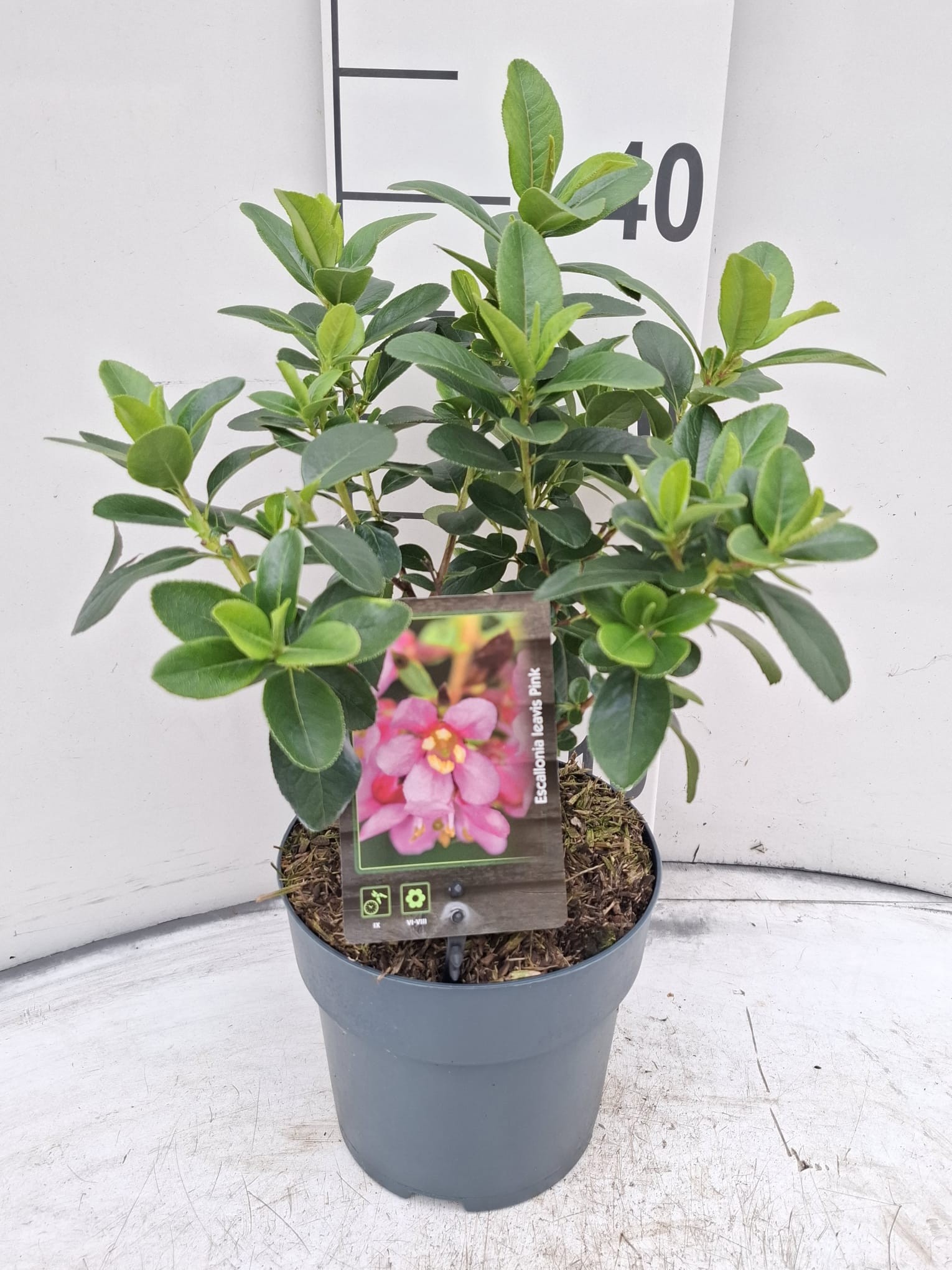 Escallonia laeves 'Pink Elle'