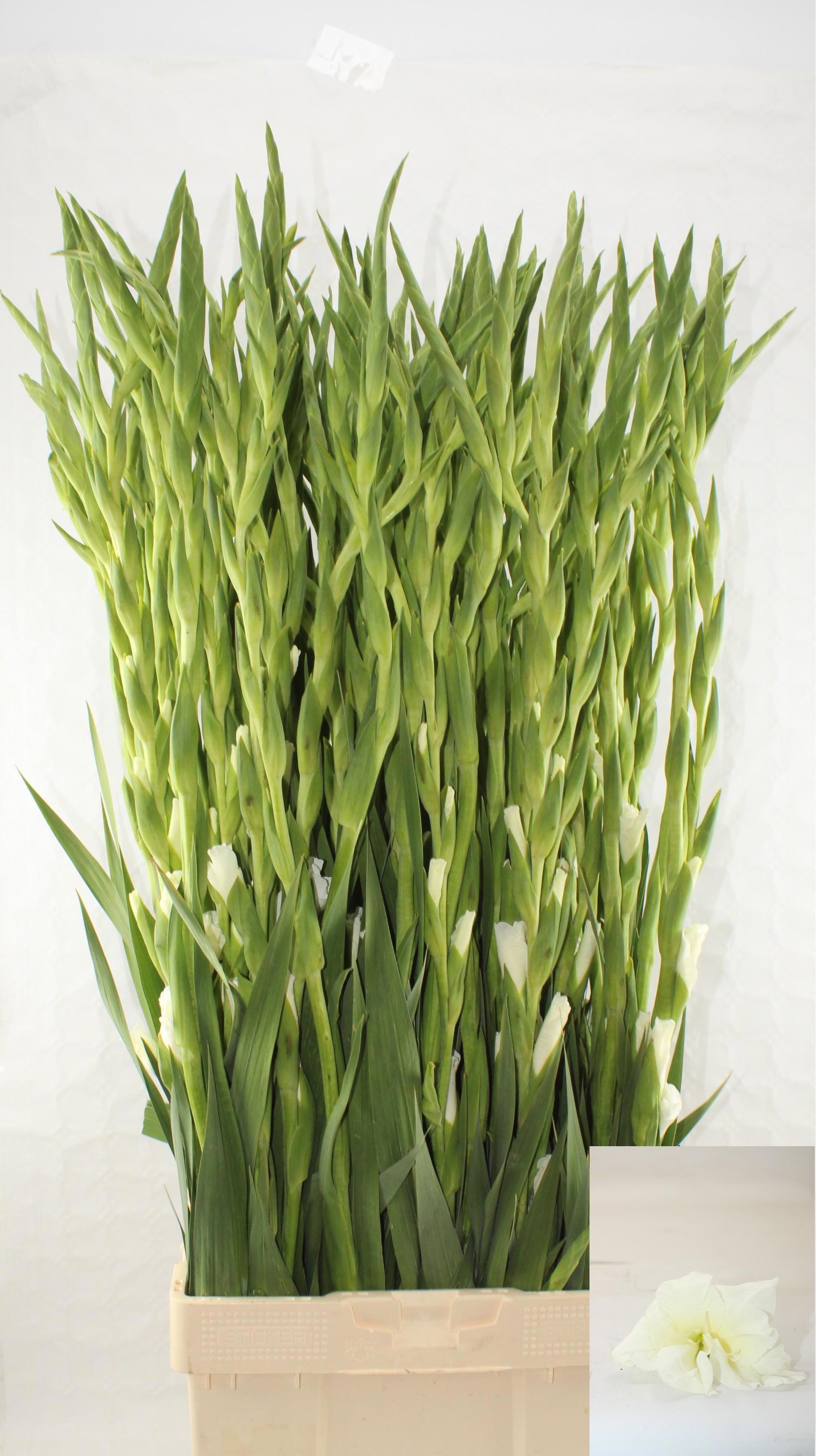Gladiolus Careless 80cm 200gram