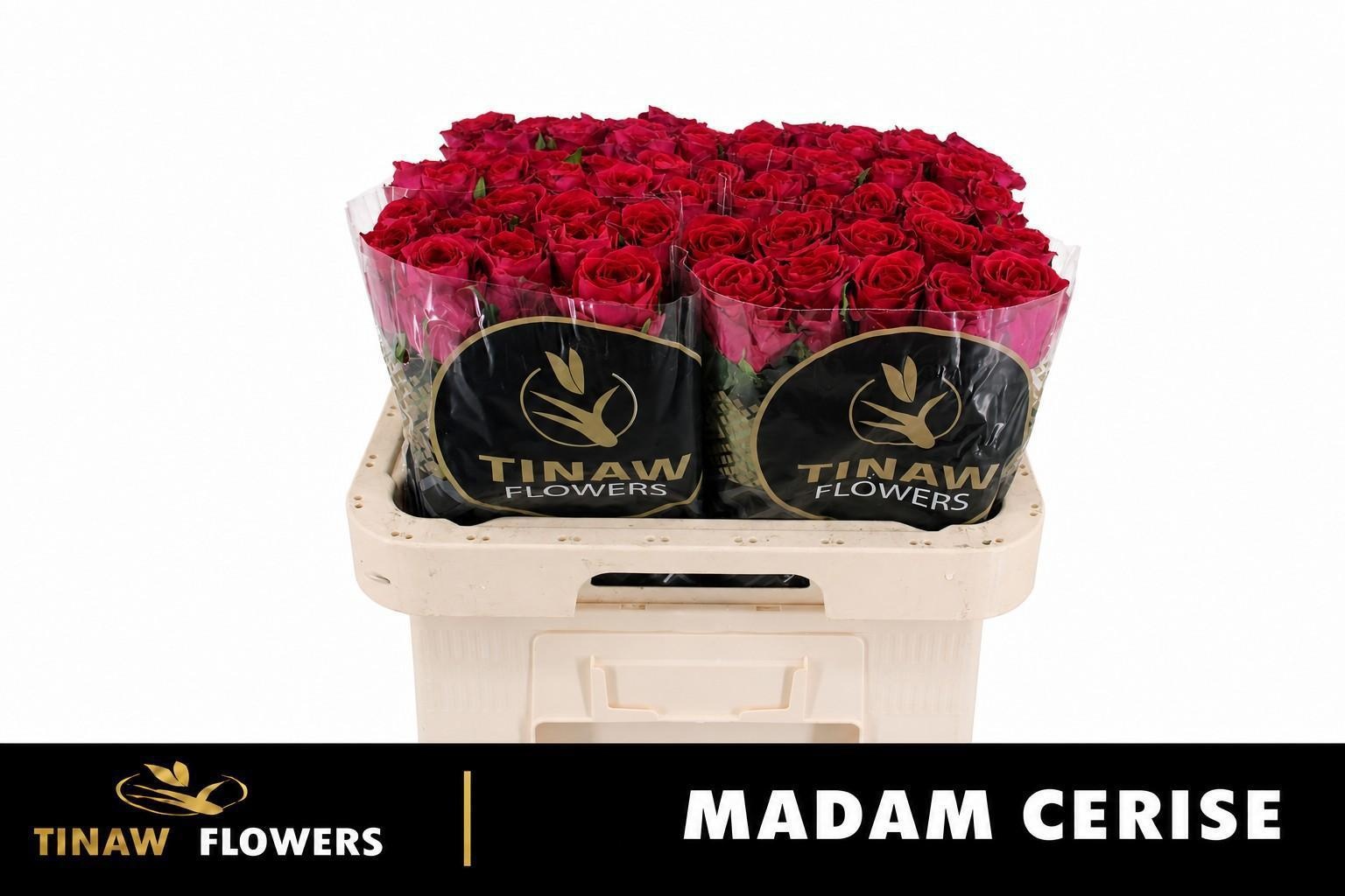 R Gr Madam Cerise