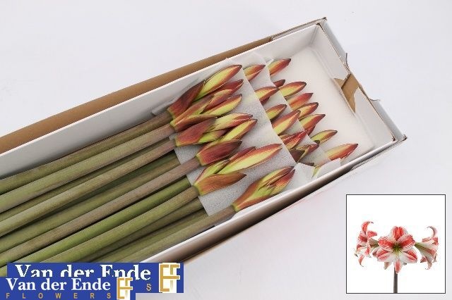 Hippeastrum Twinkle Star 4bl