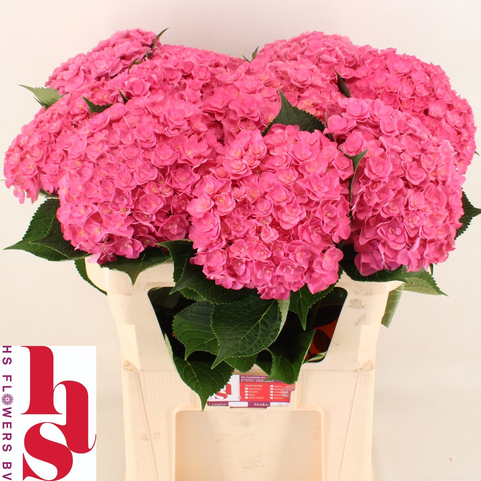 Hydrangea Royal Kiss 80cm 22Ø