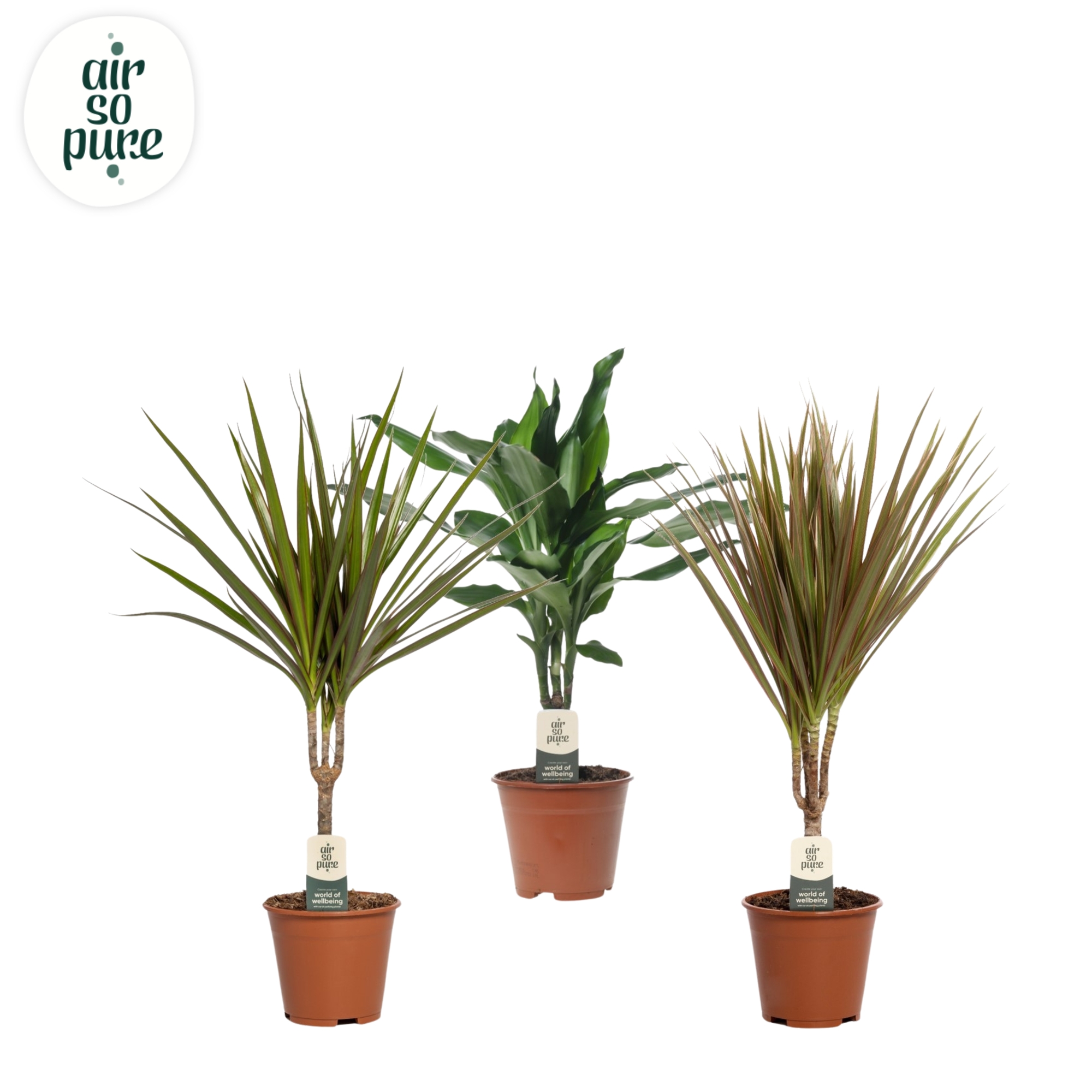 Picture of Houseplants in varieties Air so Pure P14 50CM