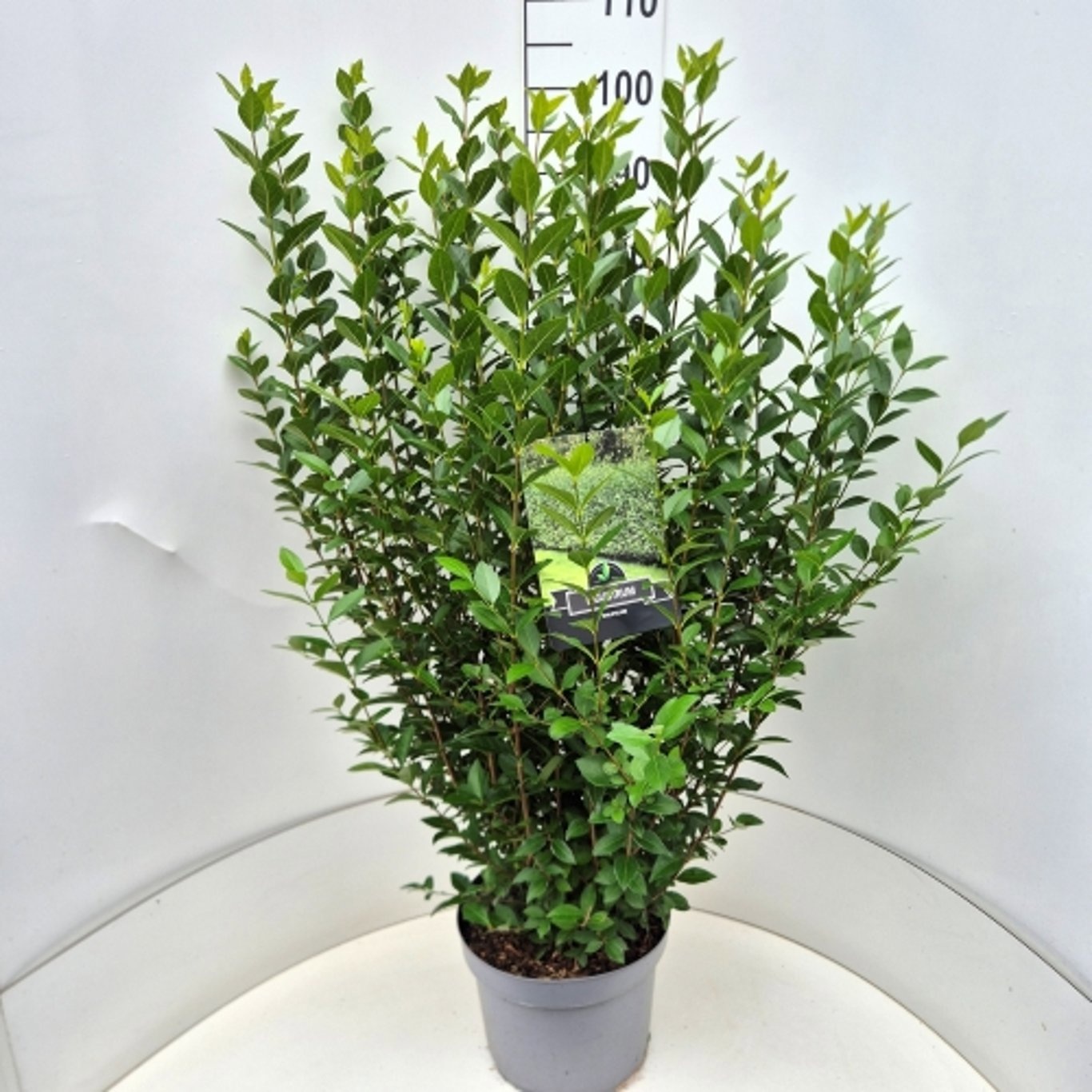 Ligustrum ovalifolium