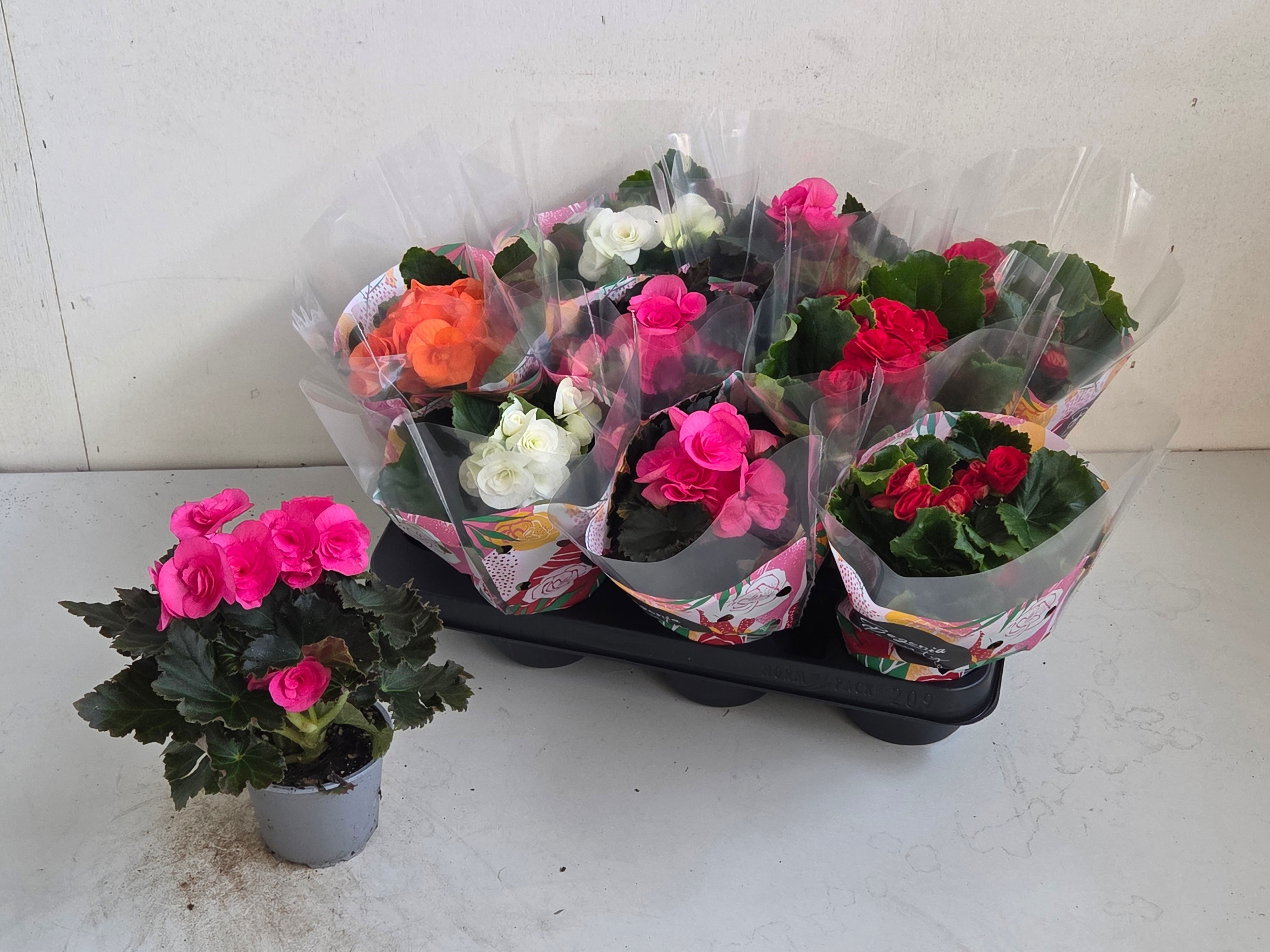 Beg Du Gem 9P 25H 23bloei