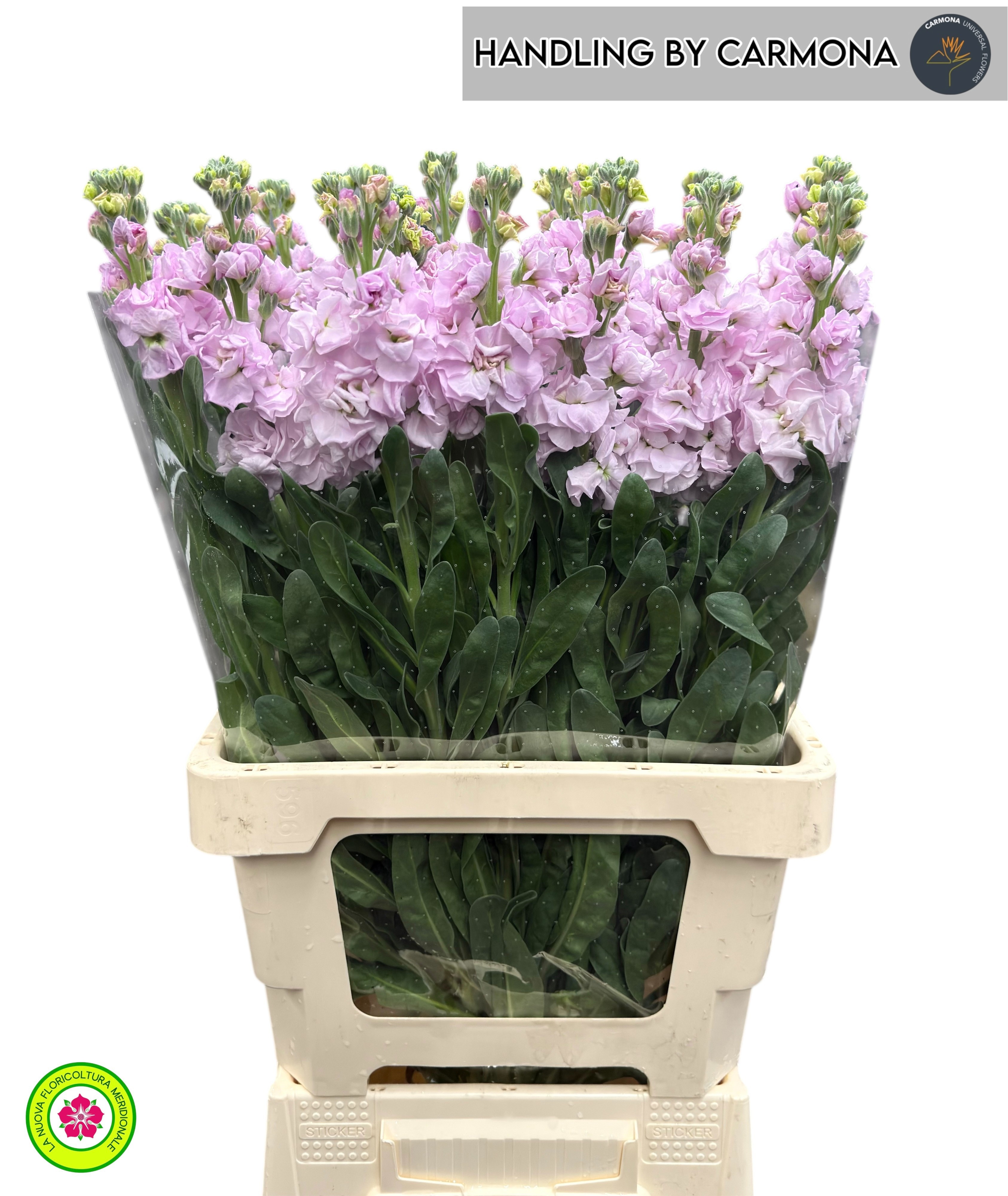 Matthiola Iron Cherry Blossom 70cm
