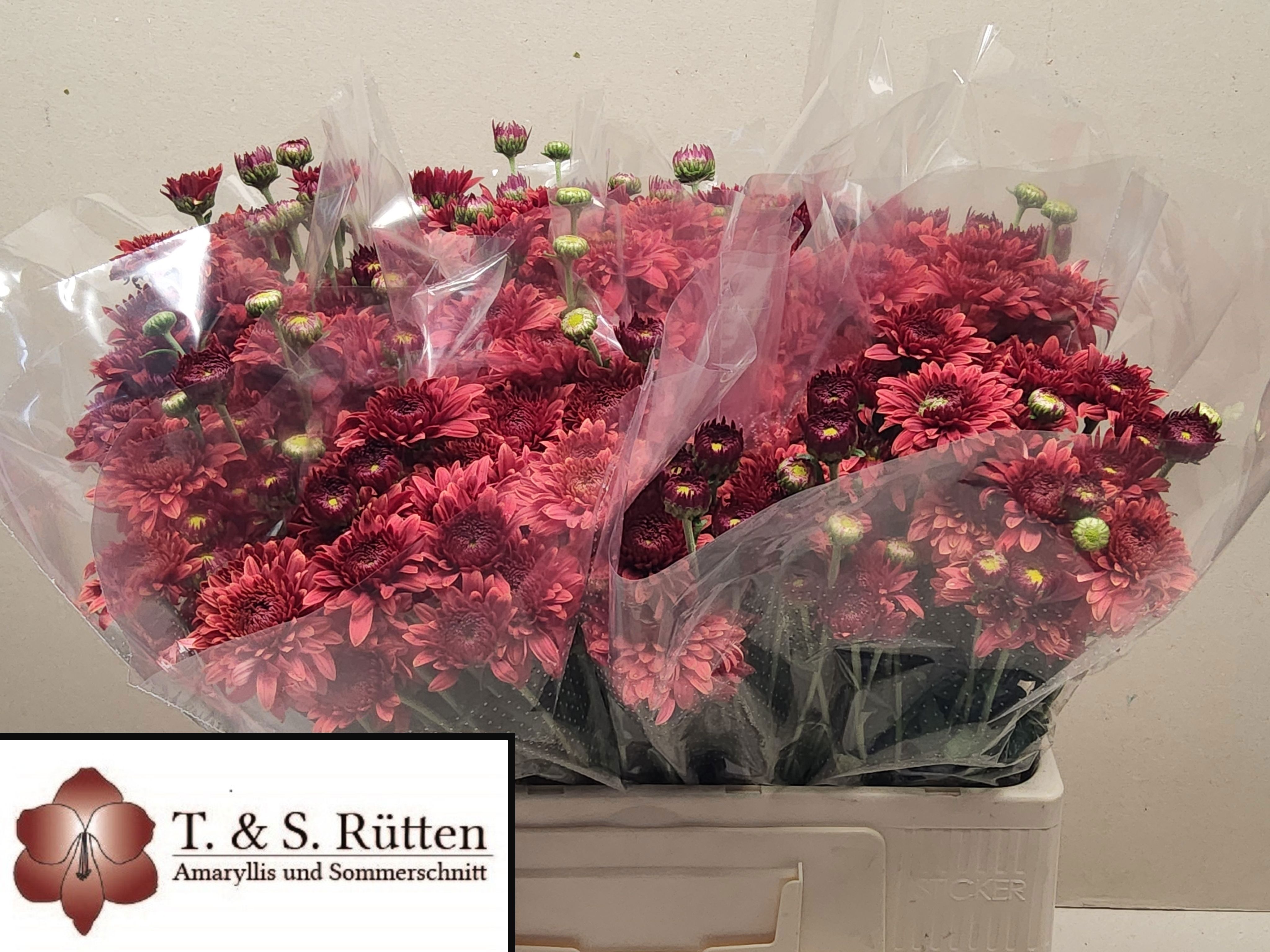 Chrysant Tbu Beppie Red 50cm 55gram