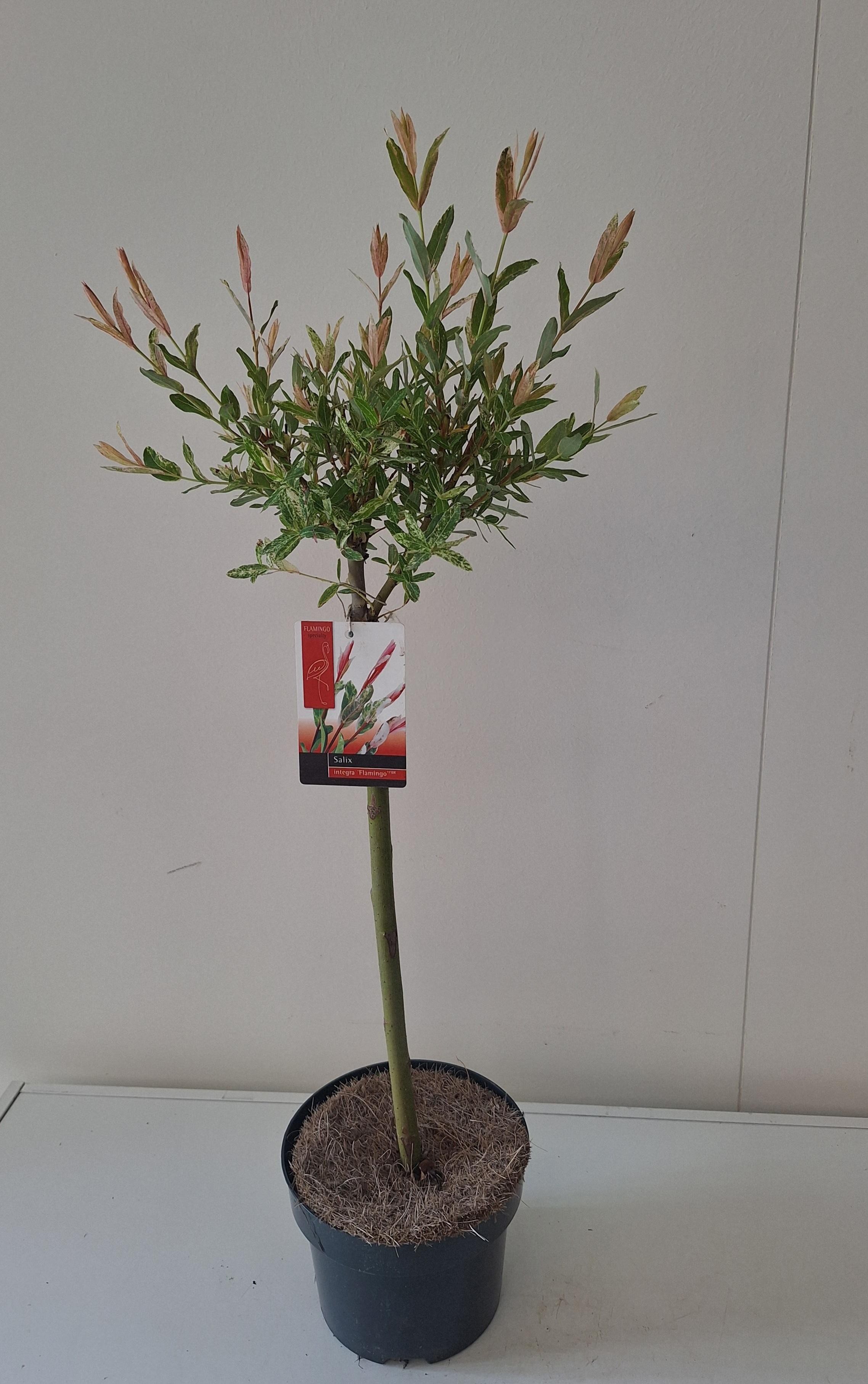 Picture of Salix Flamingo stam 40