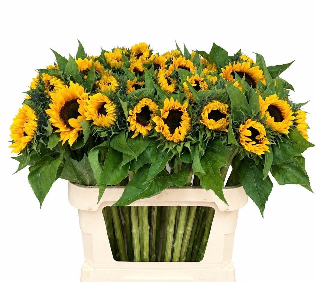 Helianthus Sunrich Or 80cm 14Ø
