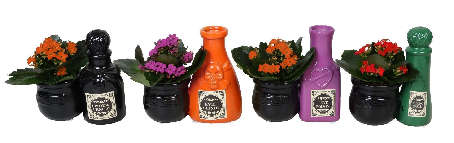 Kalanchoe L 66545 With Kalanchoe Mix