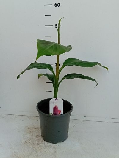 Musa sikkemensis red tiger