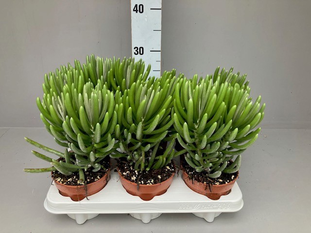 Senecio pyramidatus