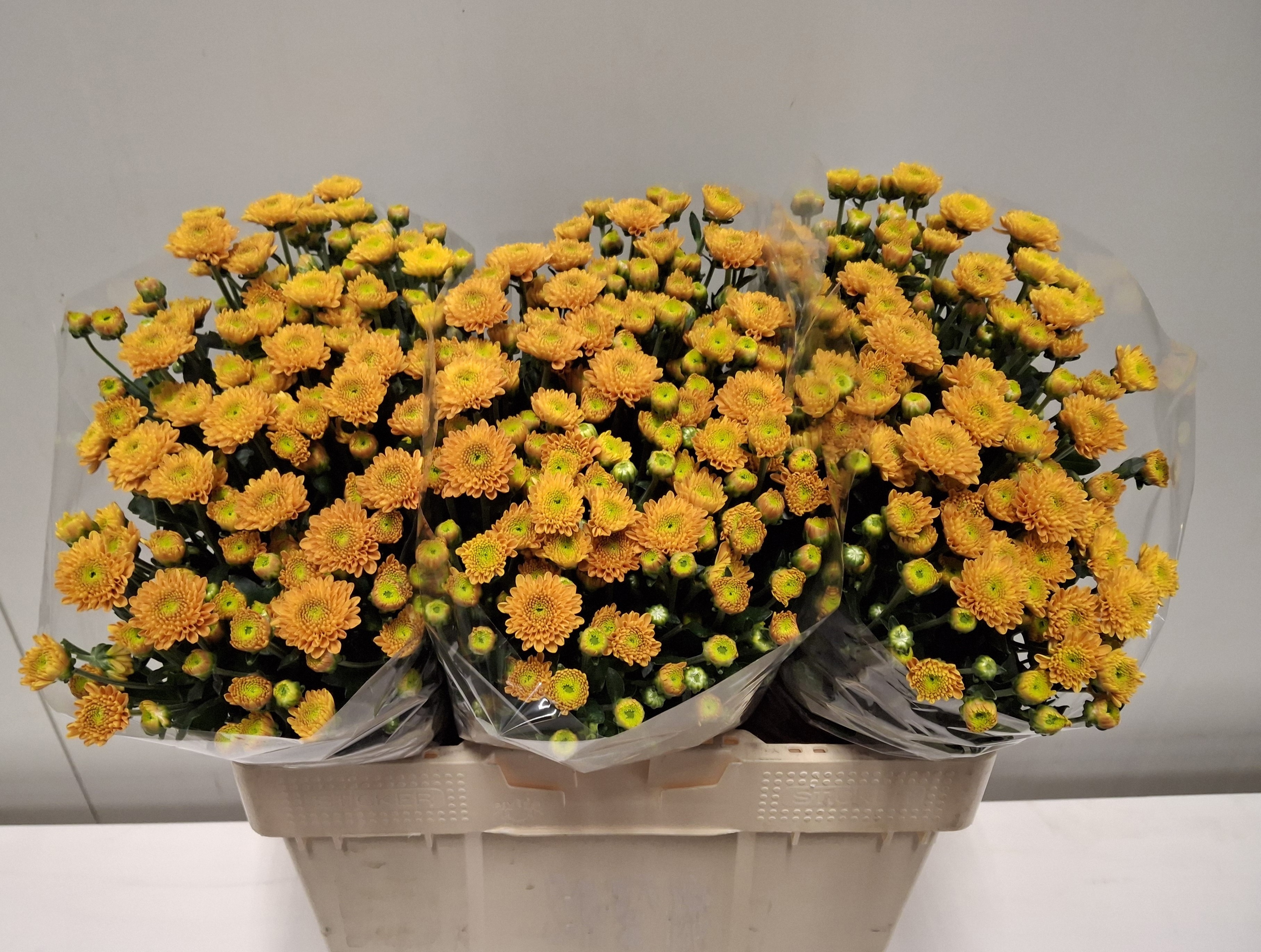 Chrys Santini Ellison Orange 55cm 700Ø