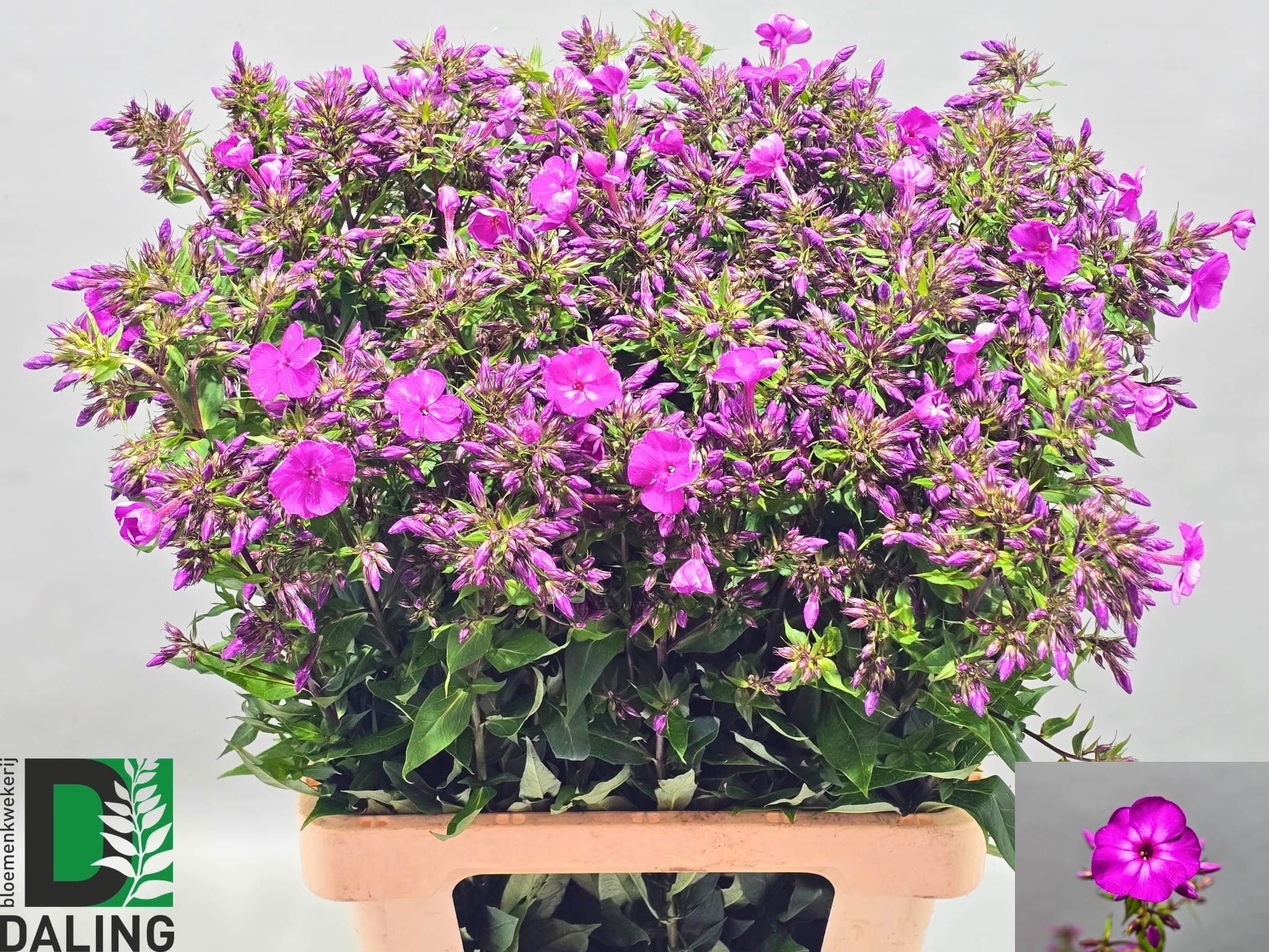 Phlox P Gogo Purple 70cm