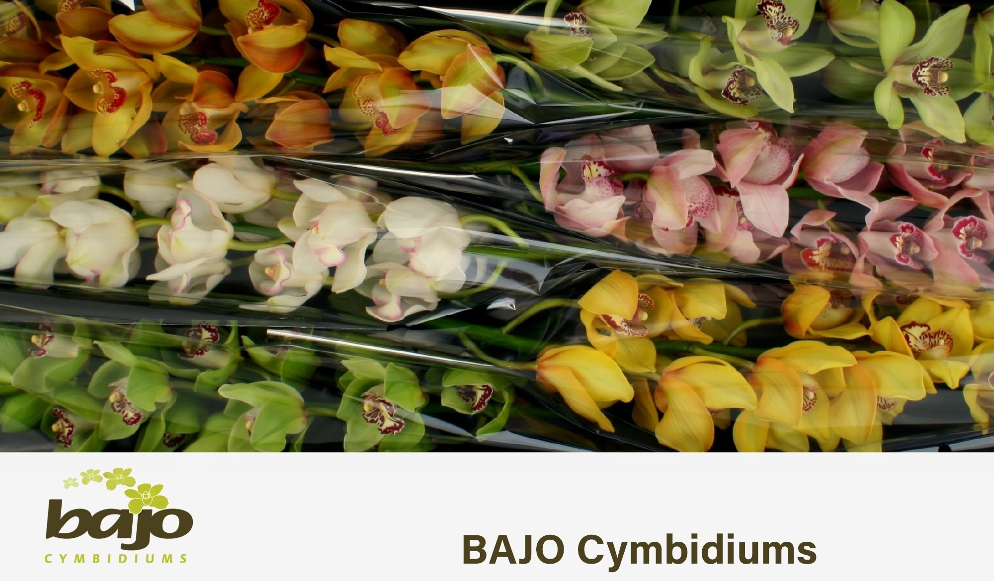 Cymbidium Asst 11bl