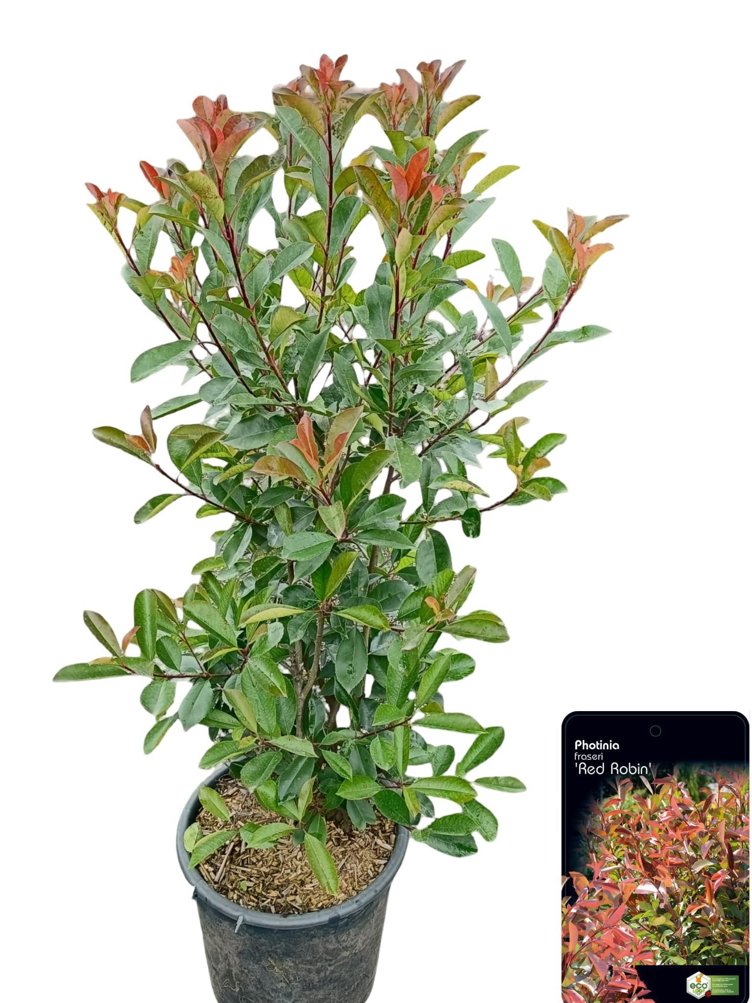 Picture of Photinia fraseri 'Red Robin' C30