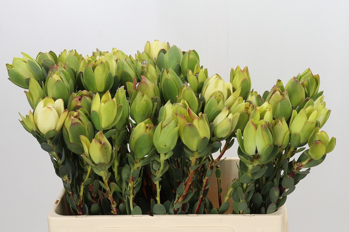 Leucadendron Discolor 60cm