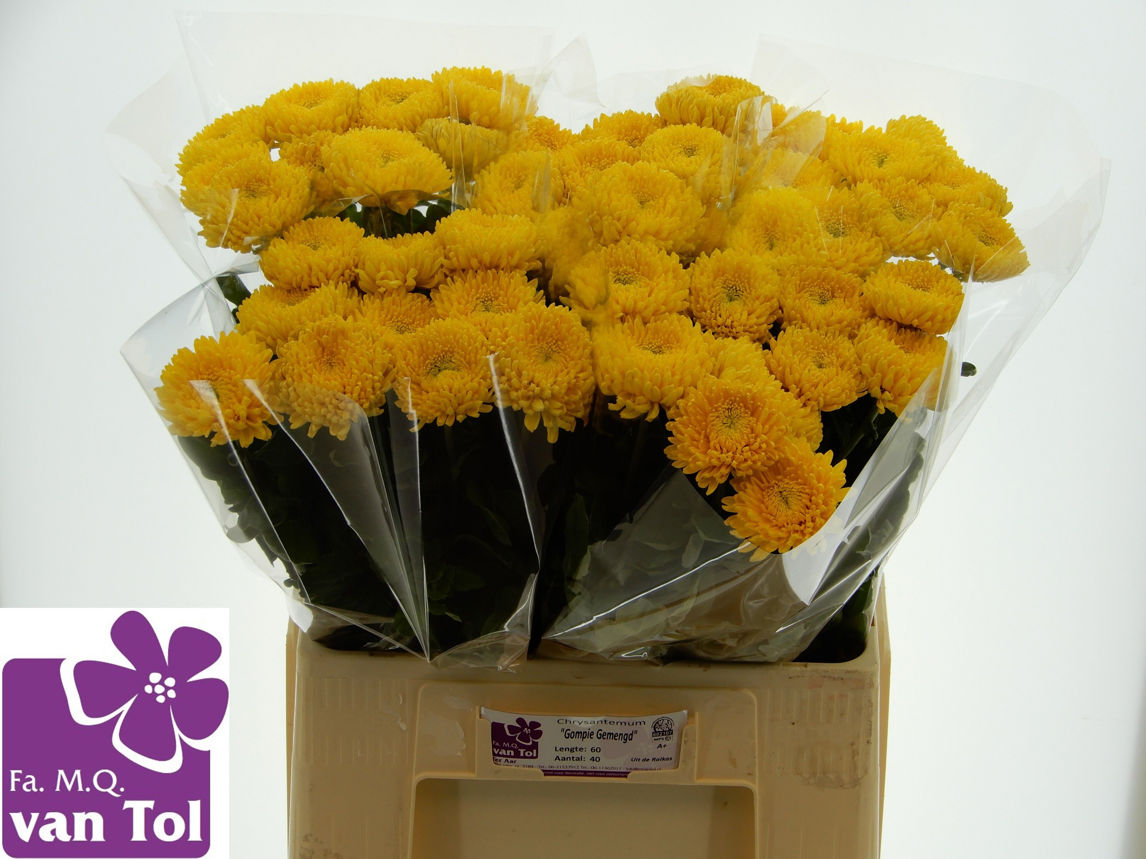Chrys Single Migoli 60cm 50gram