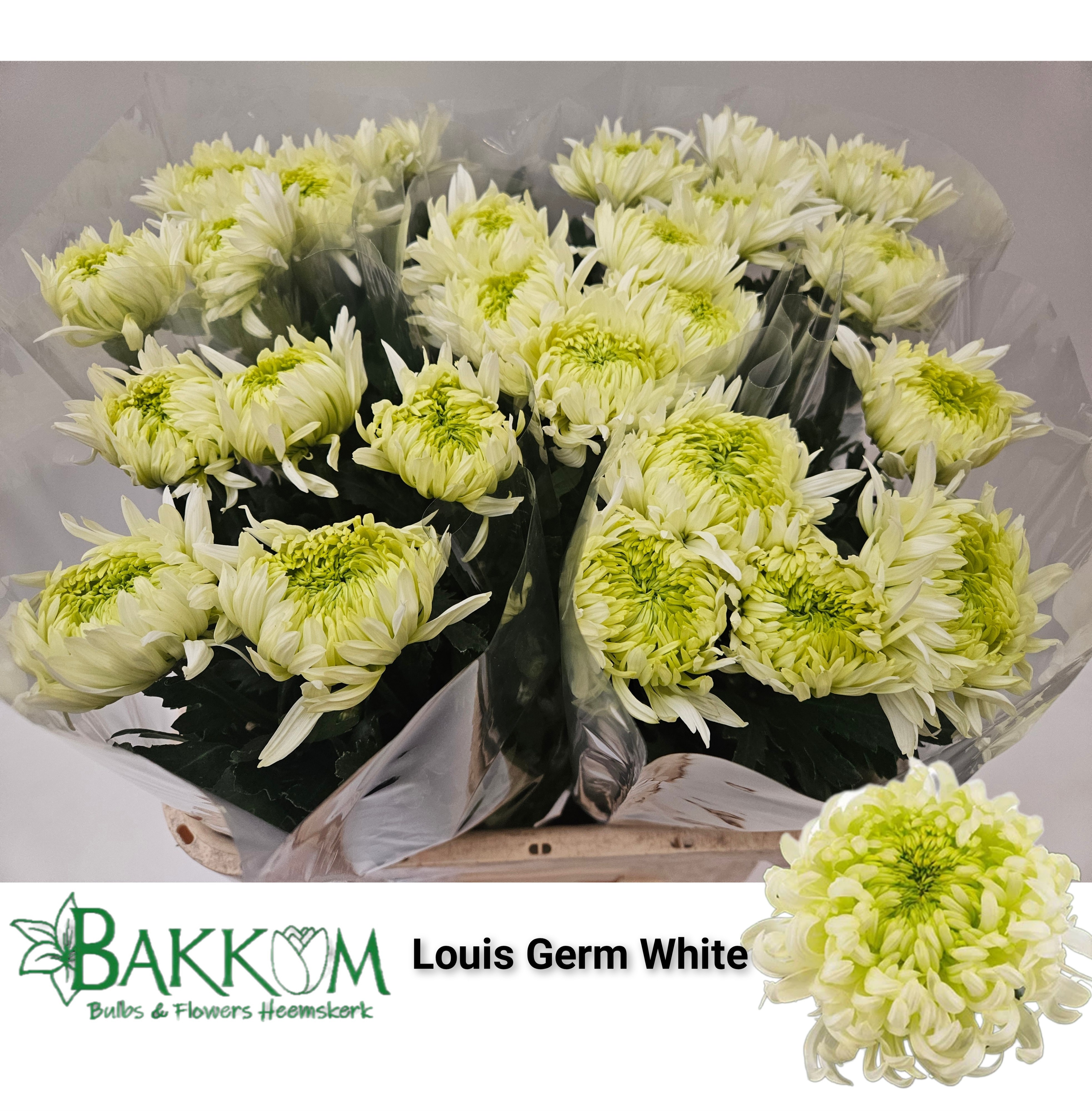 Chrys Single Louis Germ Whi 80cm 115gram
