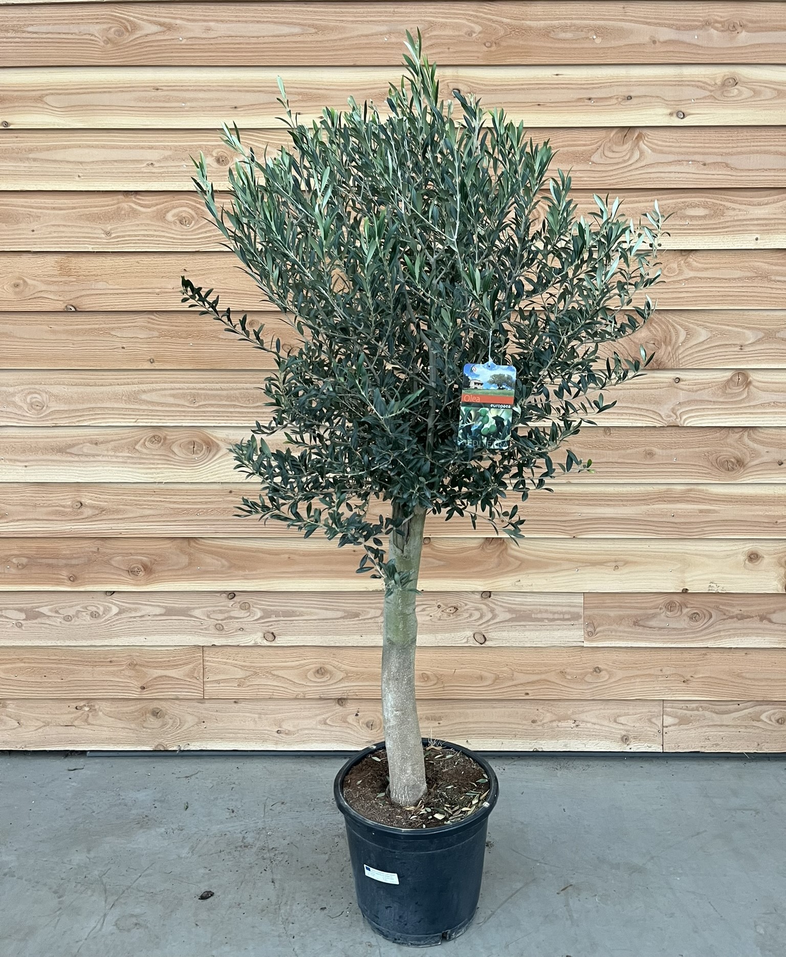 Picture of Olea europaea P45 (LOOSE)