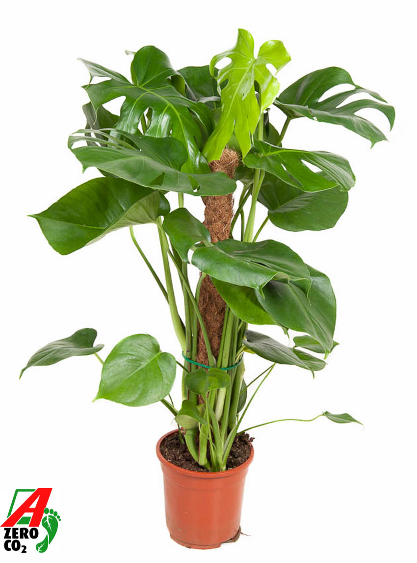 Picture of Monstera deliciosa Moss Stick P19 80CM