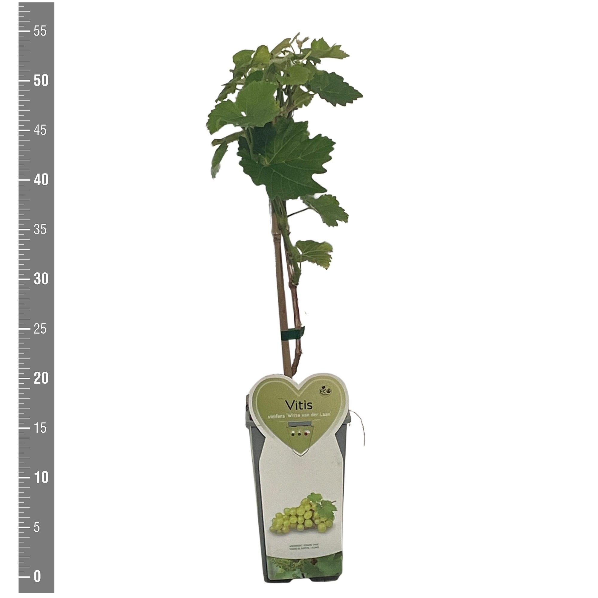 Vitis Kleinfruit Vitis v. Witte van der Laan 2 liter (druif wit)