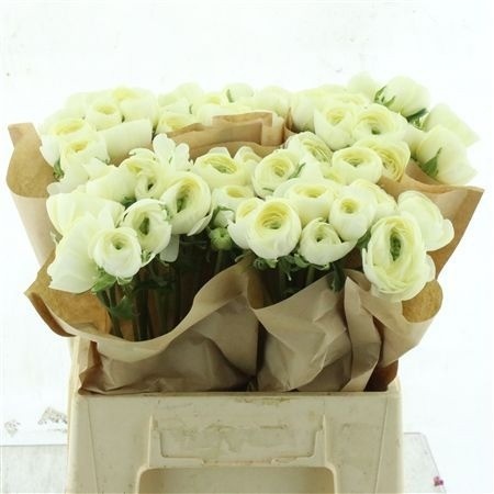 Ranunculus Success Commedia 40cm
