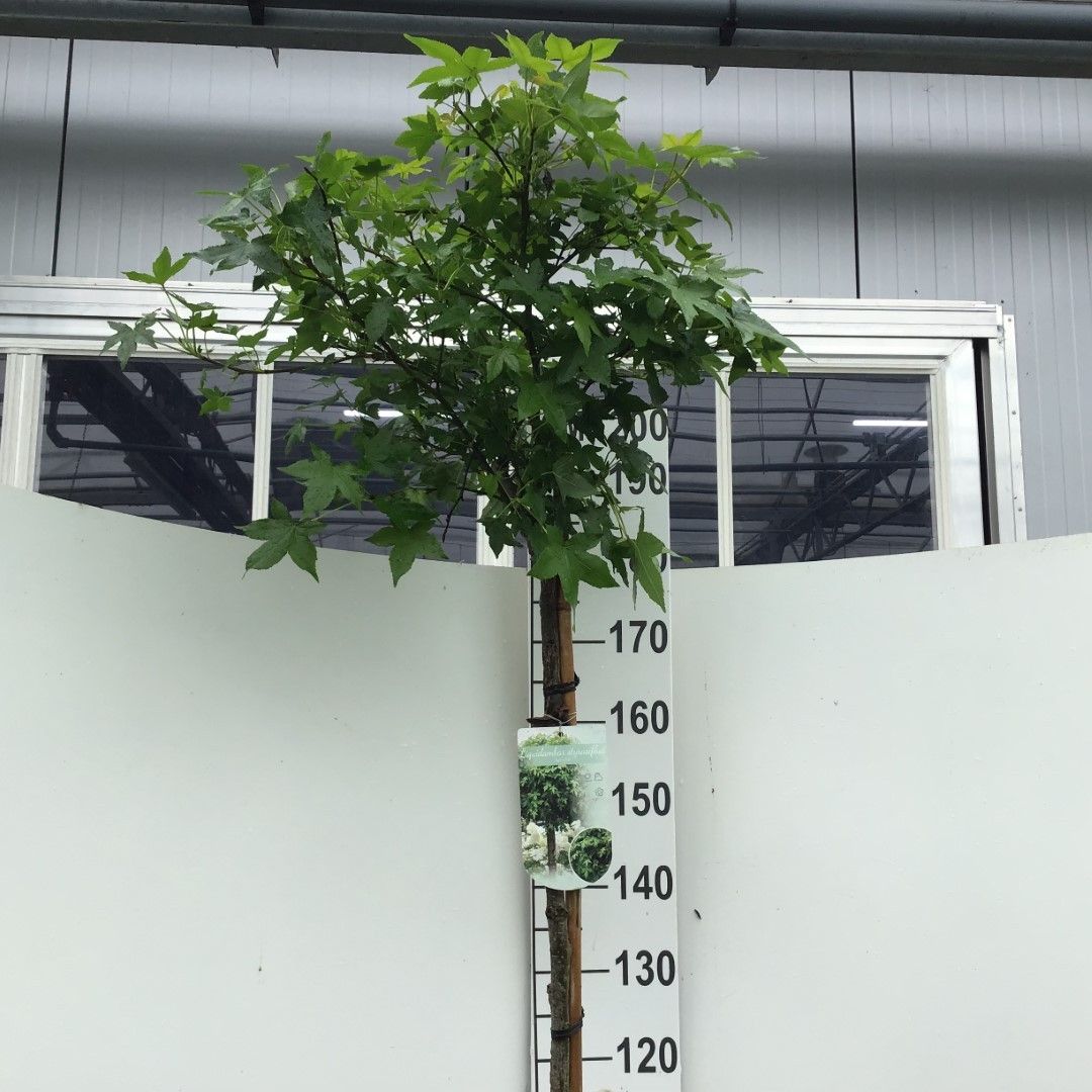 Liquidambar styraciflua 'Gum Ball' stam