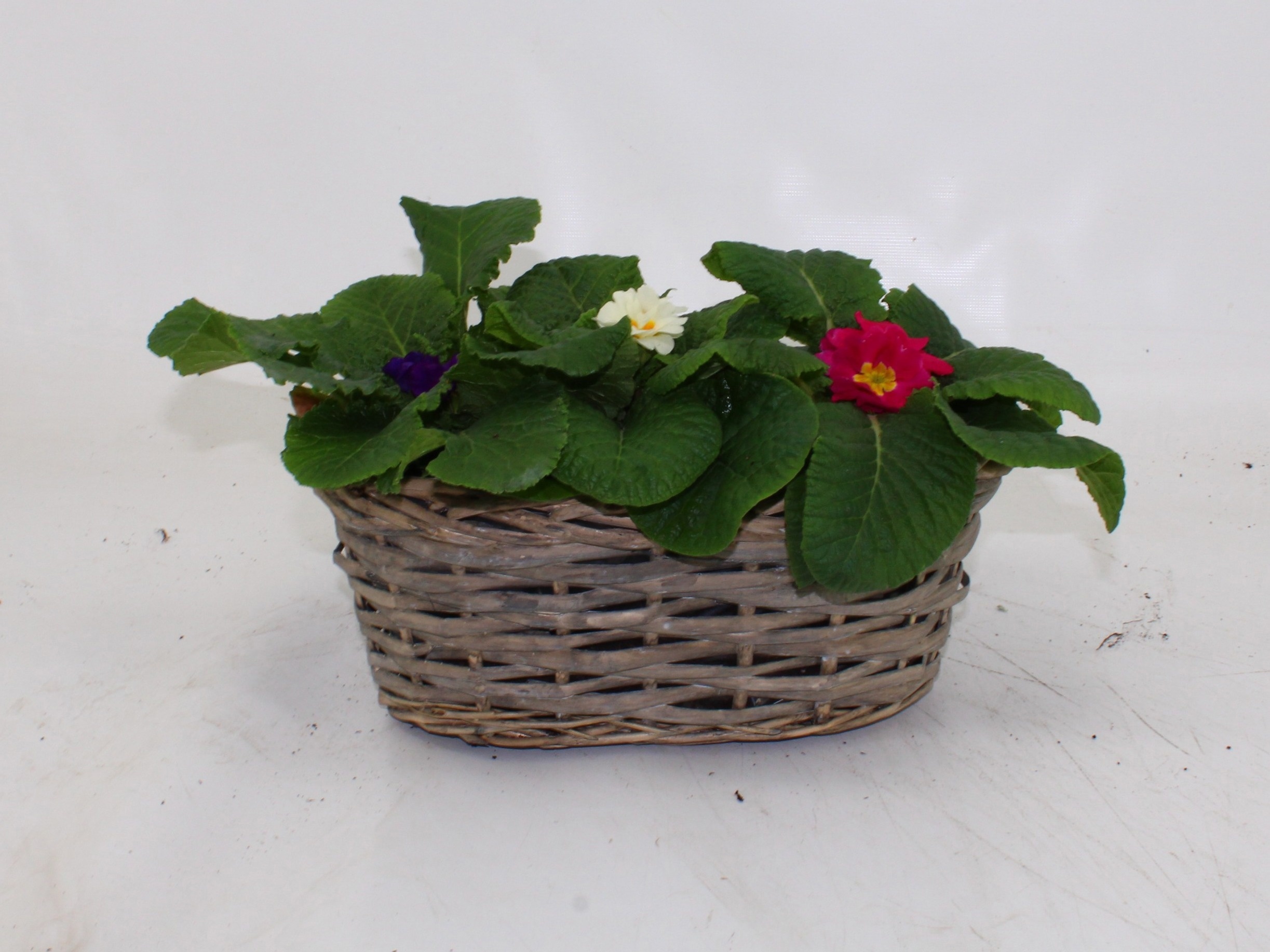 Prim Ov Acau Gemengd 25Ø 20cm