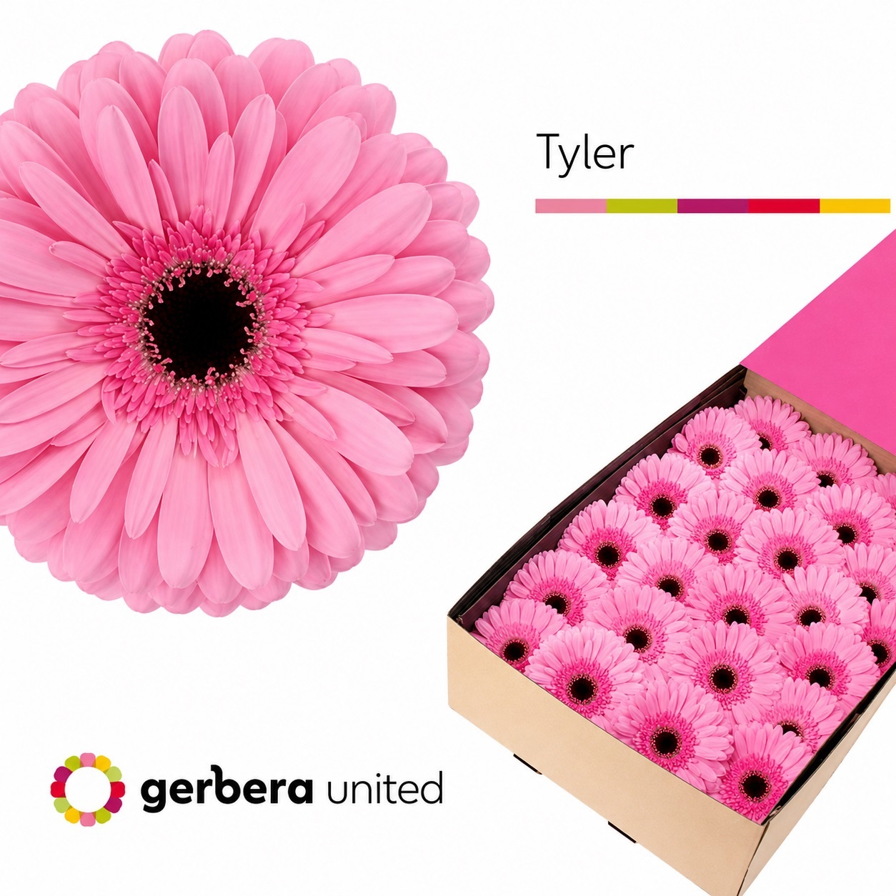Gerbera Tyler Doos