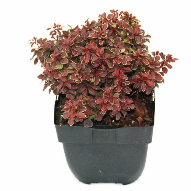 Picture of Berberis thunbergii 'Admiration'® P17