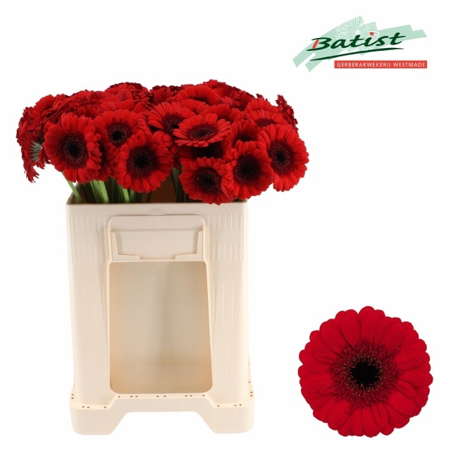Gerbera Mini Red Ruby
