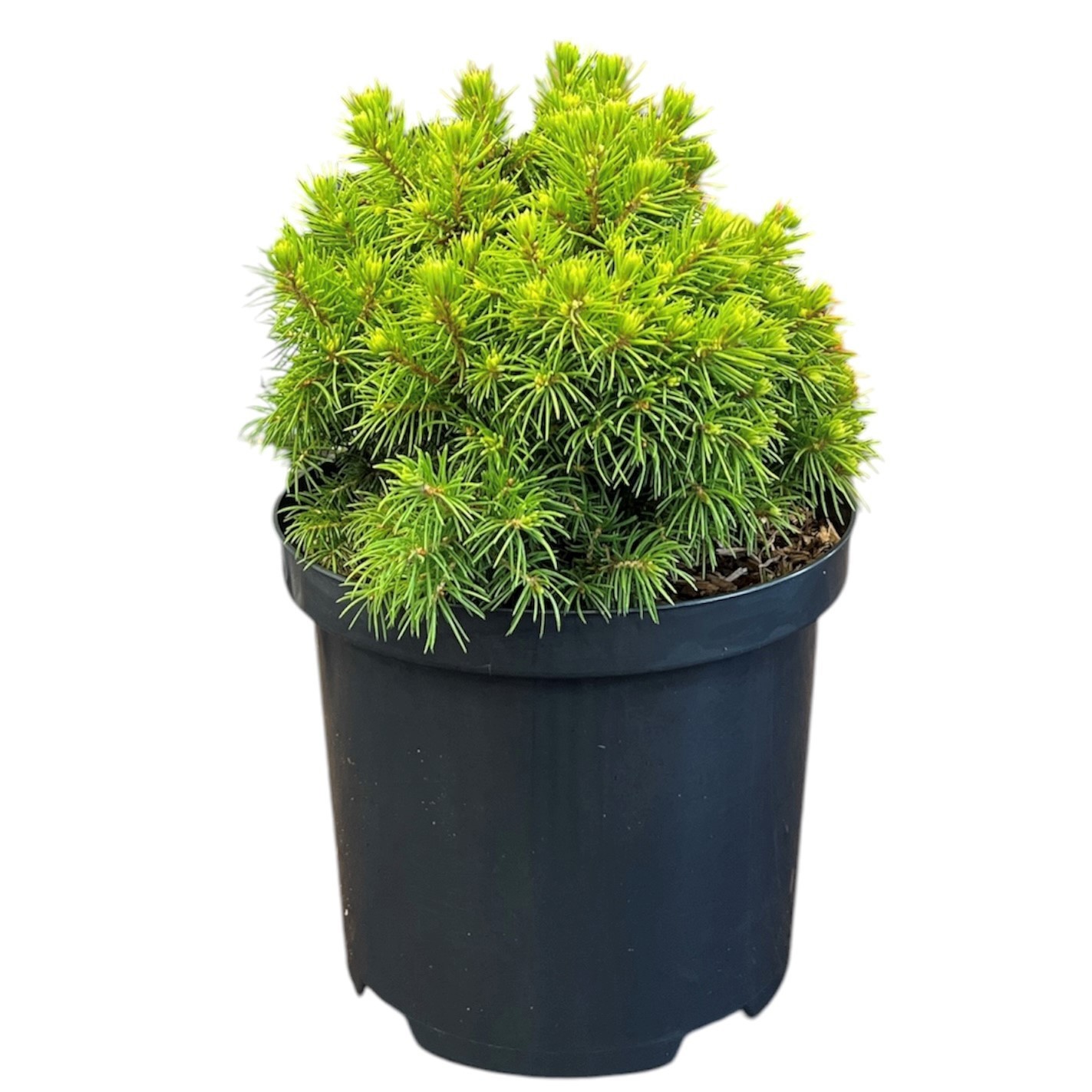 Picea gl. 'Alberta Globe'