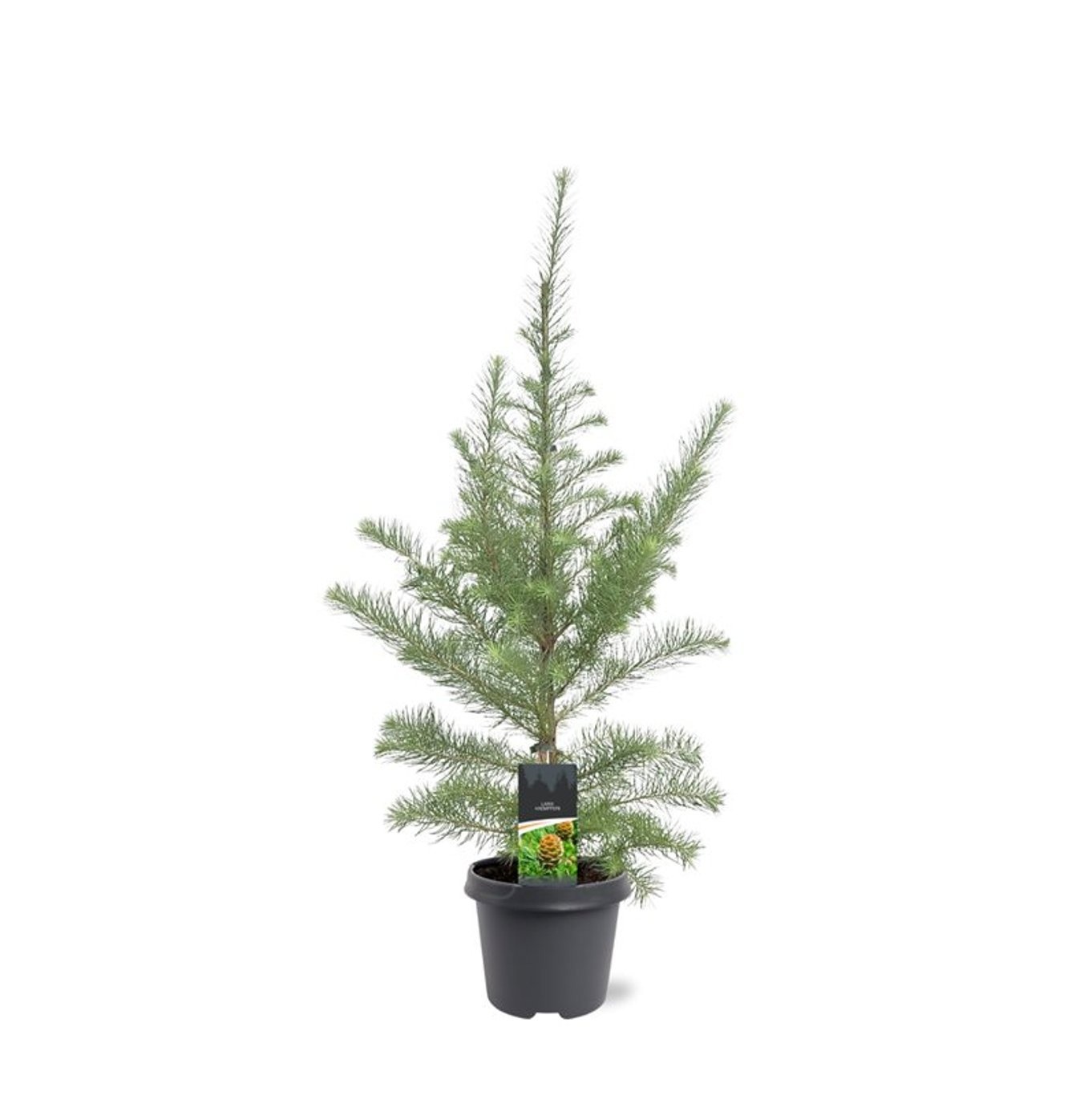 Larix kaempferi