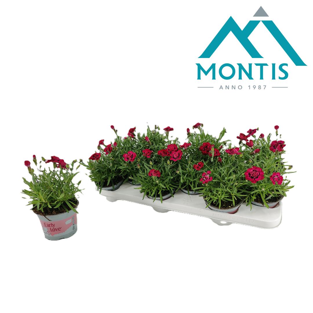 Picture of Dianthus Early Love P10.5