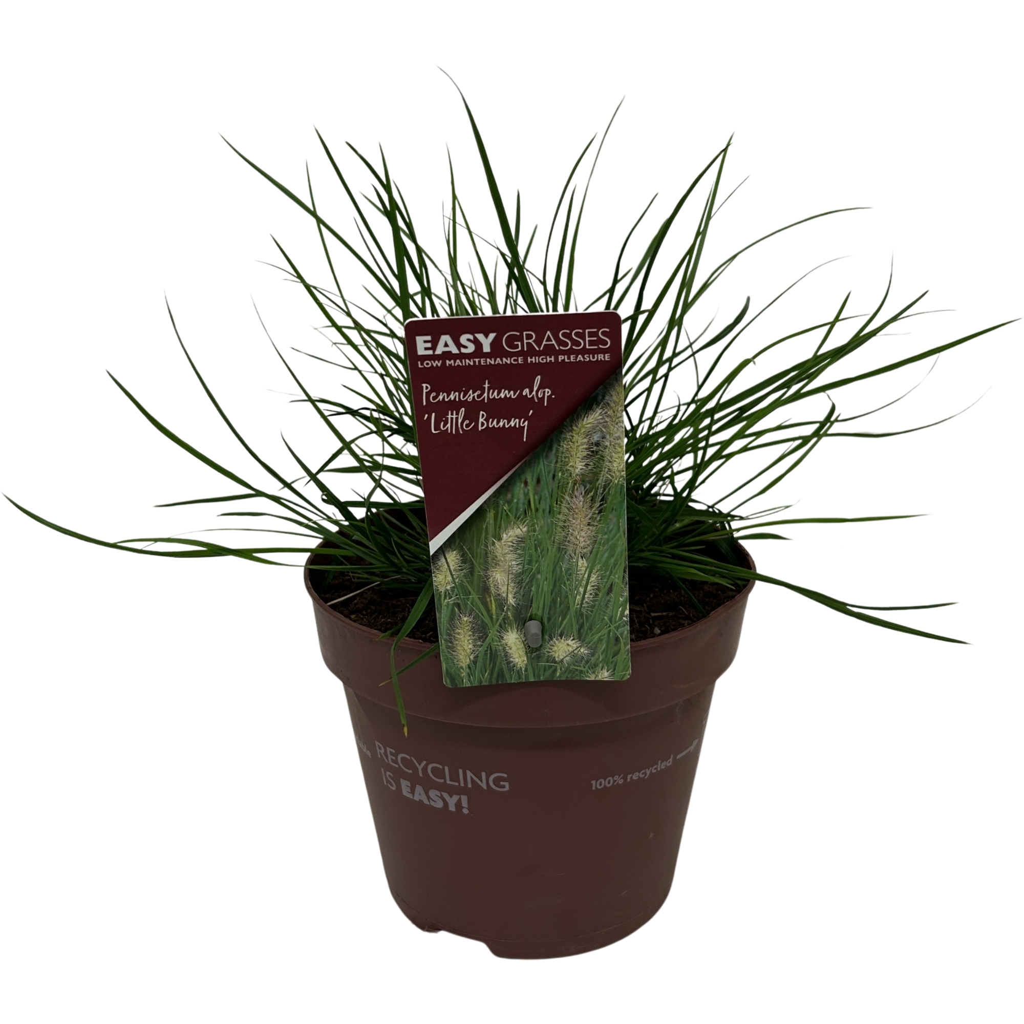 Picture of Pennisetum alop. Little Bunny