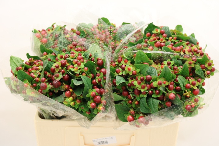 Hypericum Magical Season Big Brown 50cm