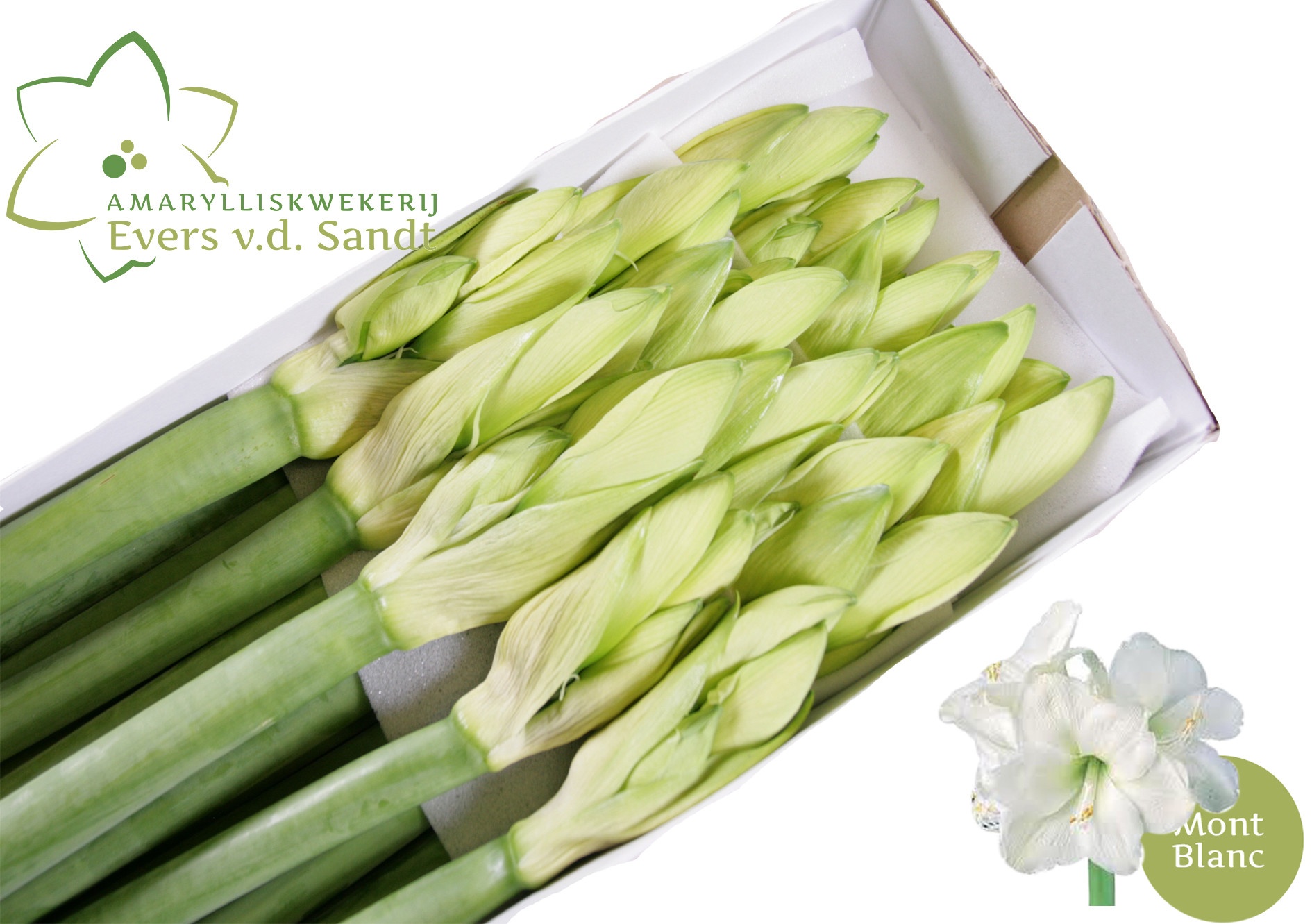 Hippeastrum Mont Blanc 4bl