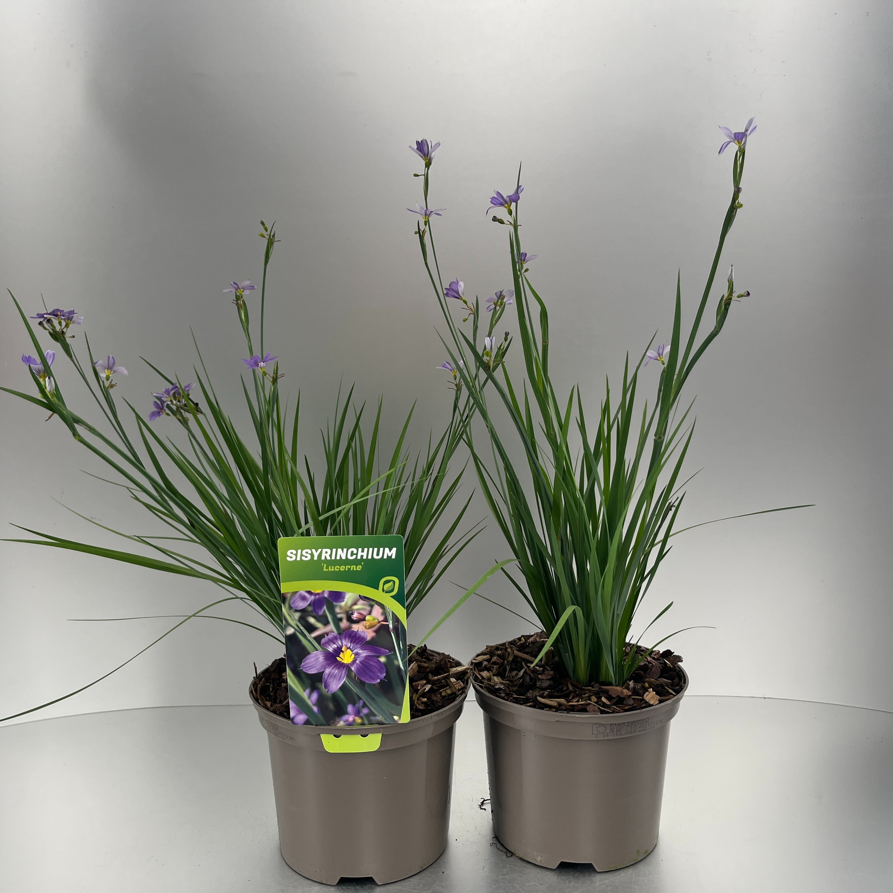 Picture of Sisyrinchium Lucerne P17 (2 Ltr)