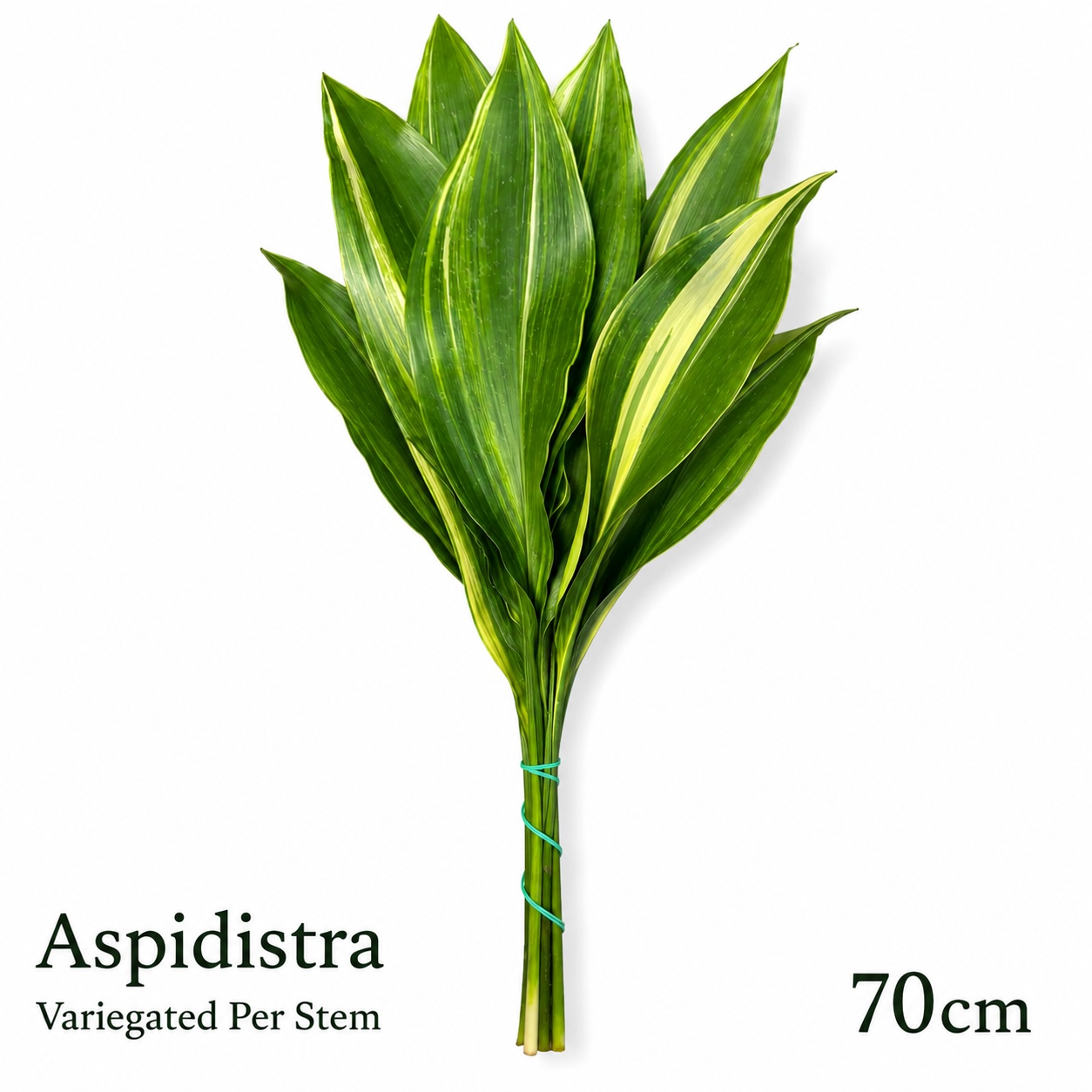 Aspid Elatior Bs 60L.cm