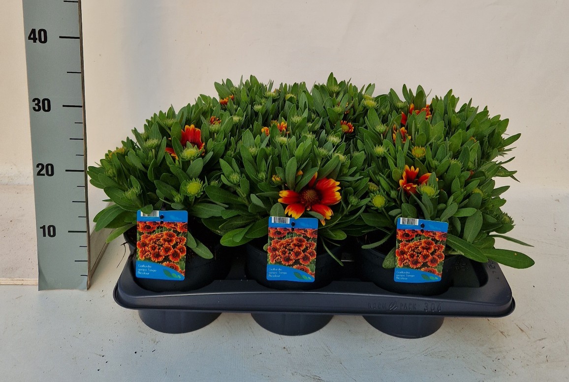 Picture of Gaillardia aristata Spintop Red star burst P17 (2 Ltr)