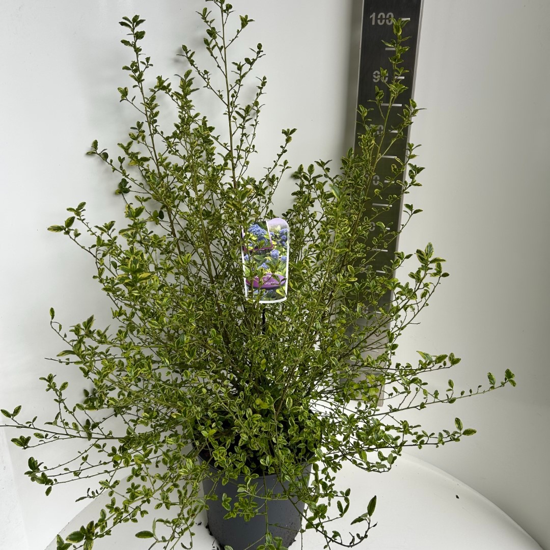 Picture of Ceanothus Eldorado P29 (10 Ltr) (LOOSE)