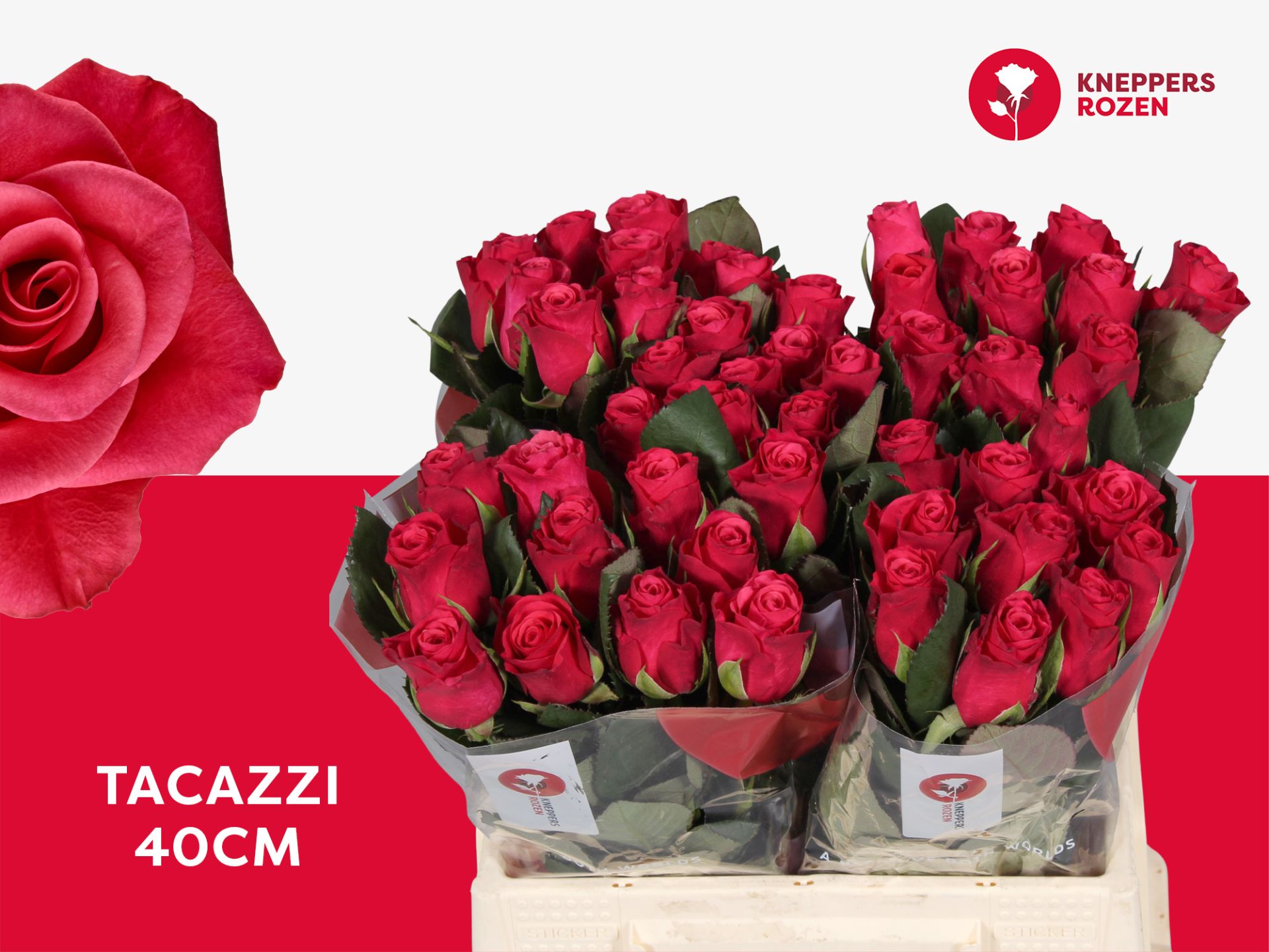 R Gr Tacazzi+
